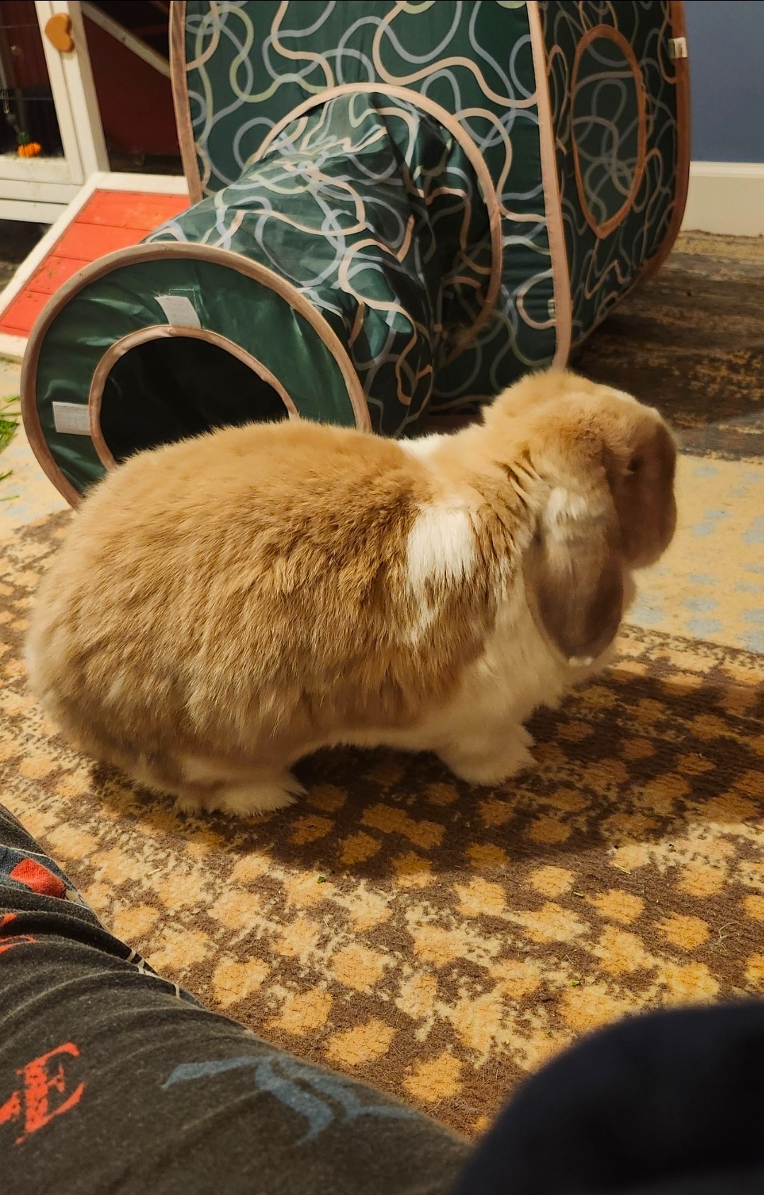 Support Pumpkin's Journey to Health from Vestibular Disease campaign photo, 4 of 6