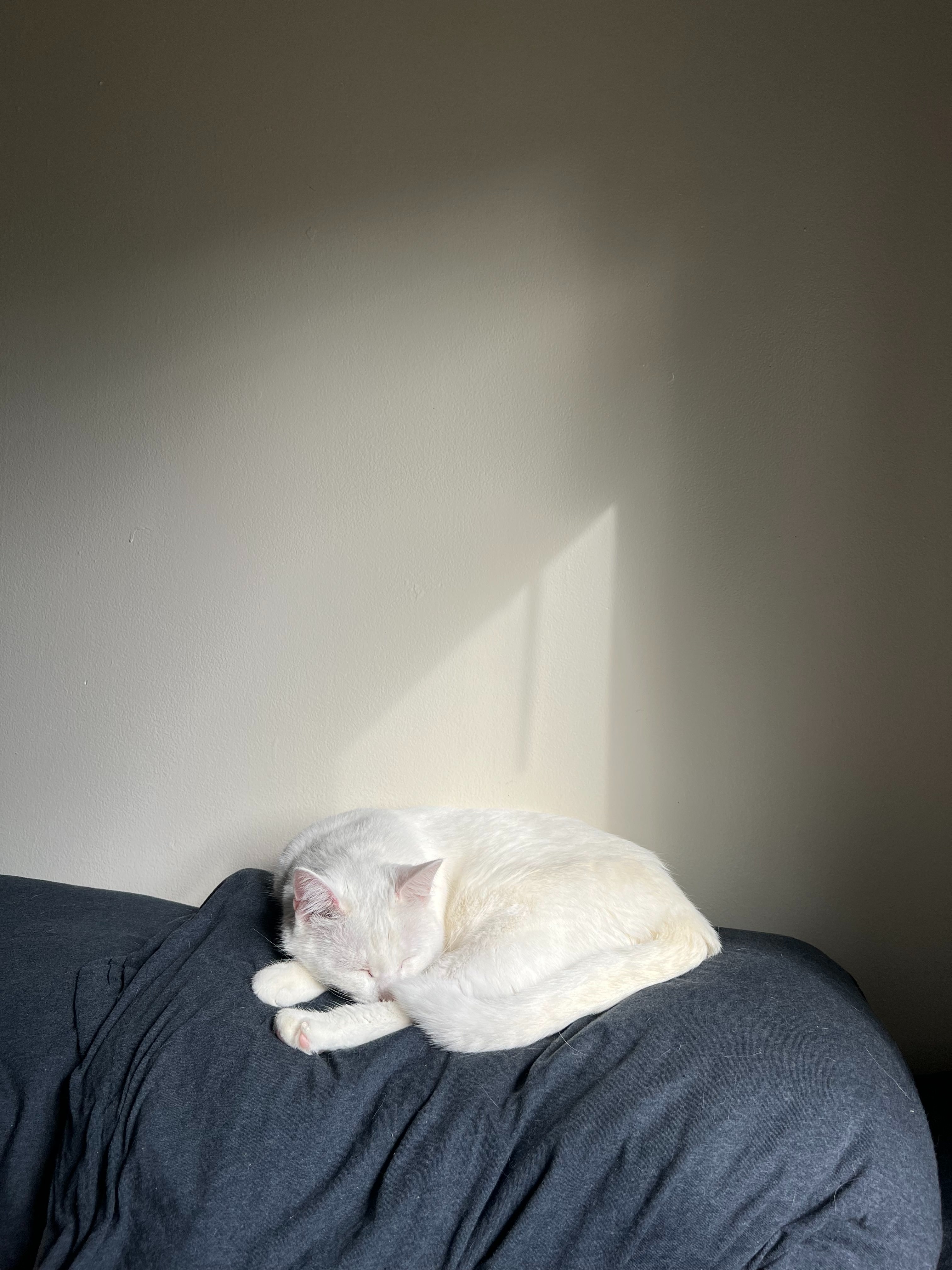 Help Sugar Get Dental Surgery campaign photo, 2 of 8