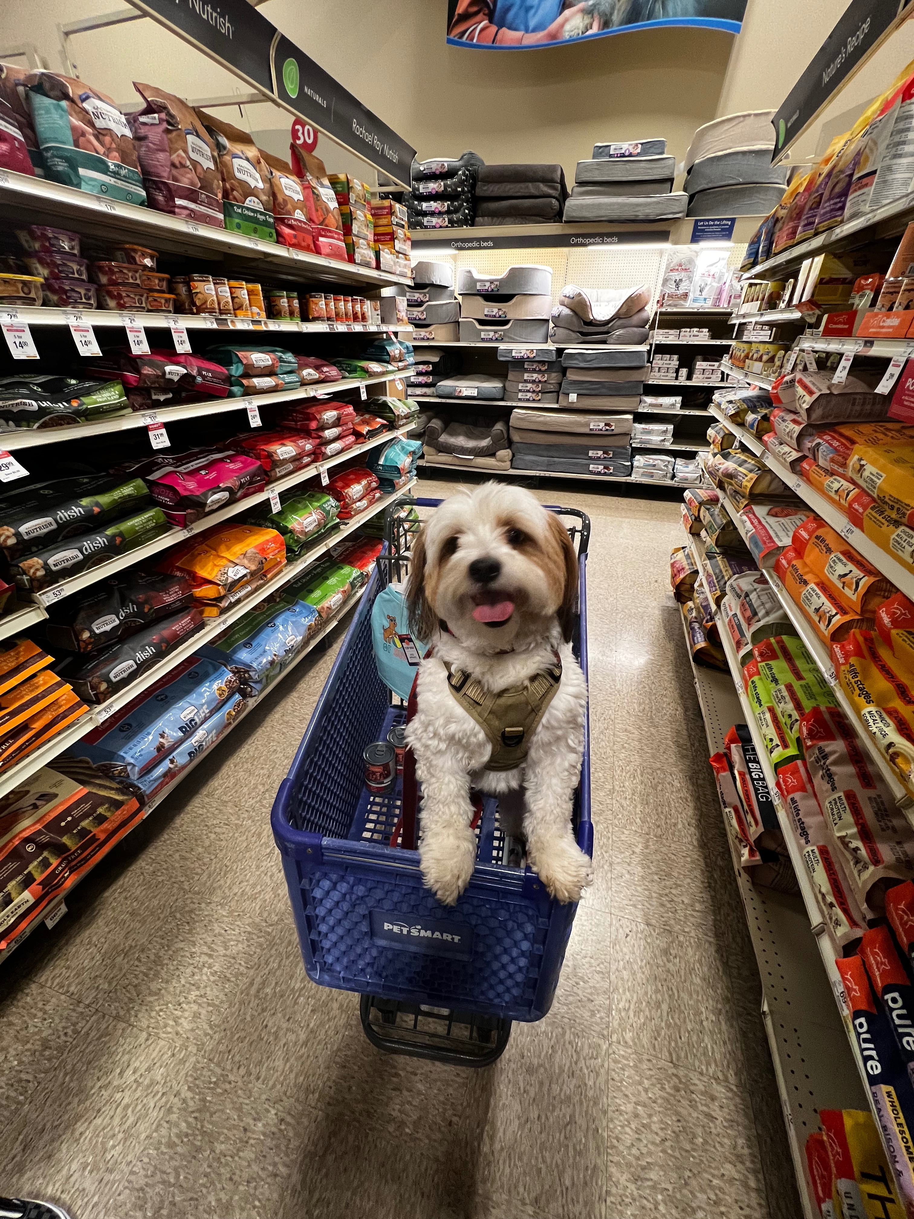 Help Biscuit Fight Liver Failure campaign photo, 2 of 7