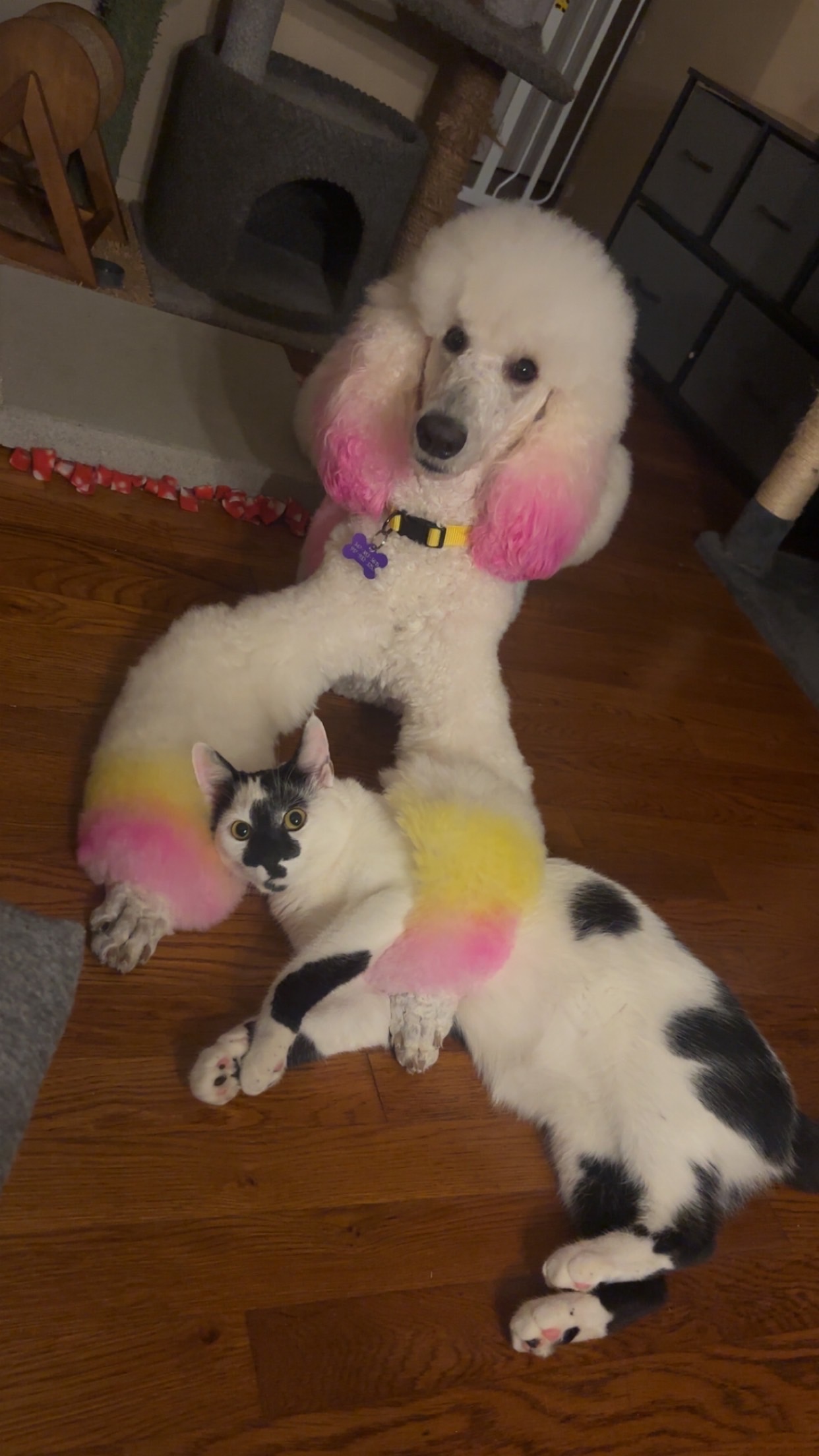 Help Naomi Beat Heartworm Disease campaign photo, 7 of 8
