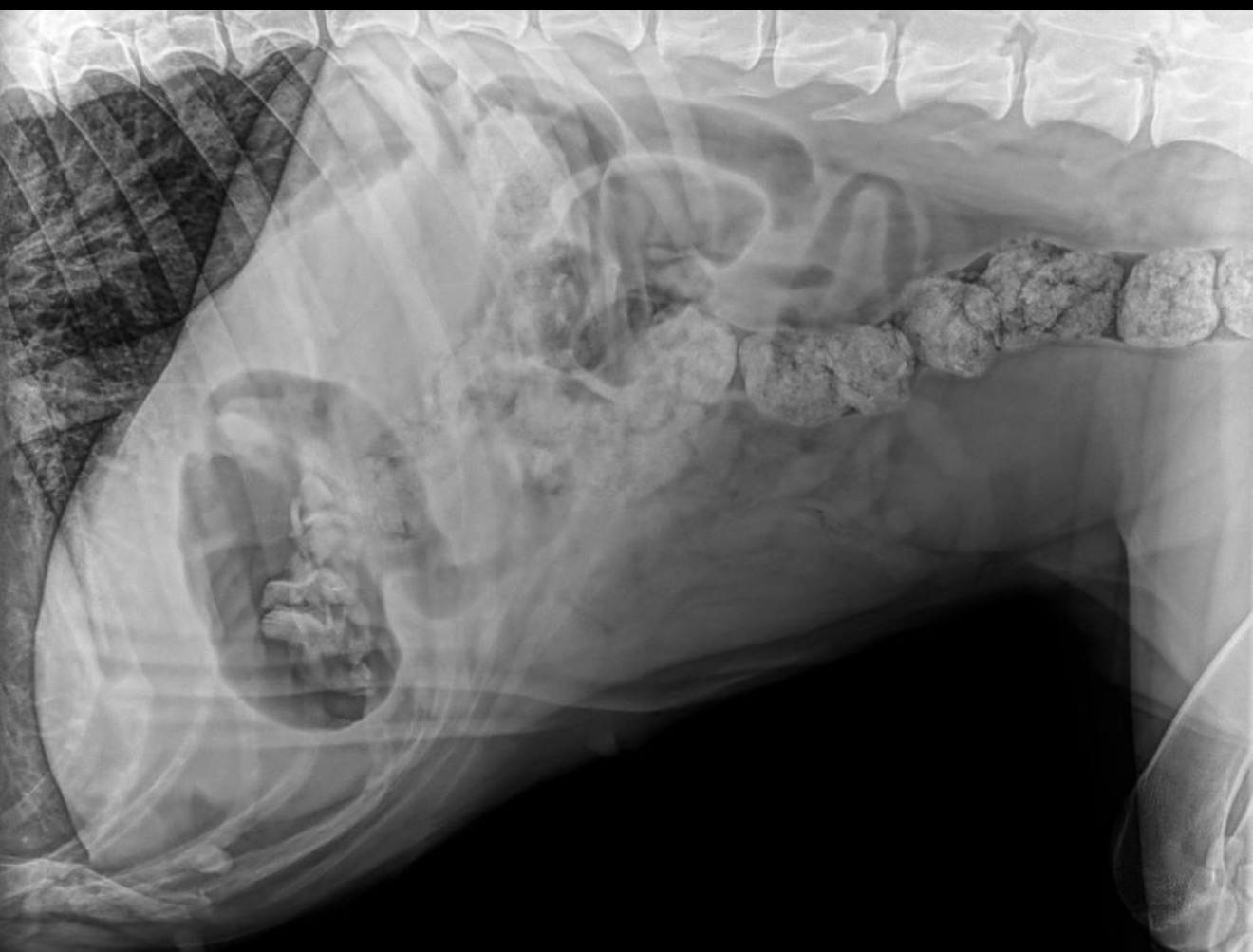 Help Save Stormy: Emergency Surgery Needed campaign photo, 4 of 5