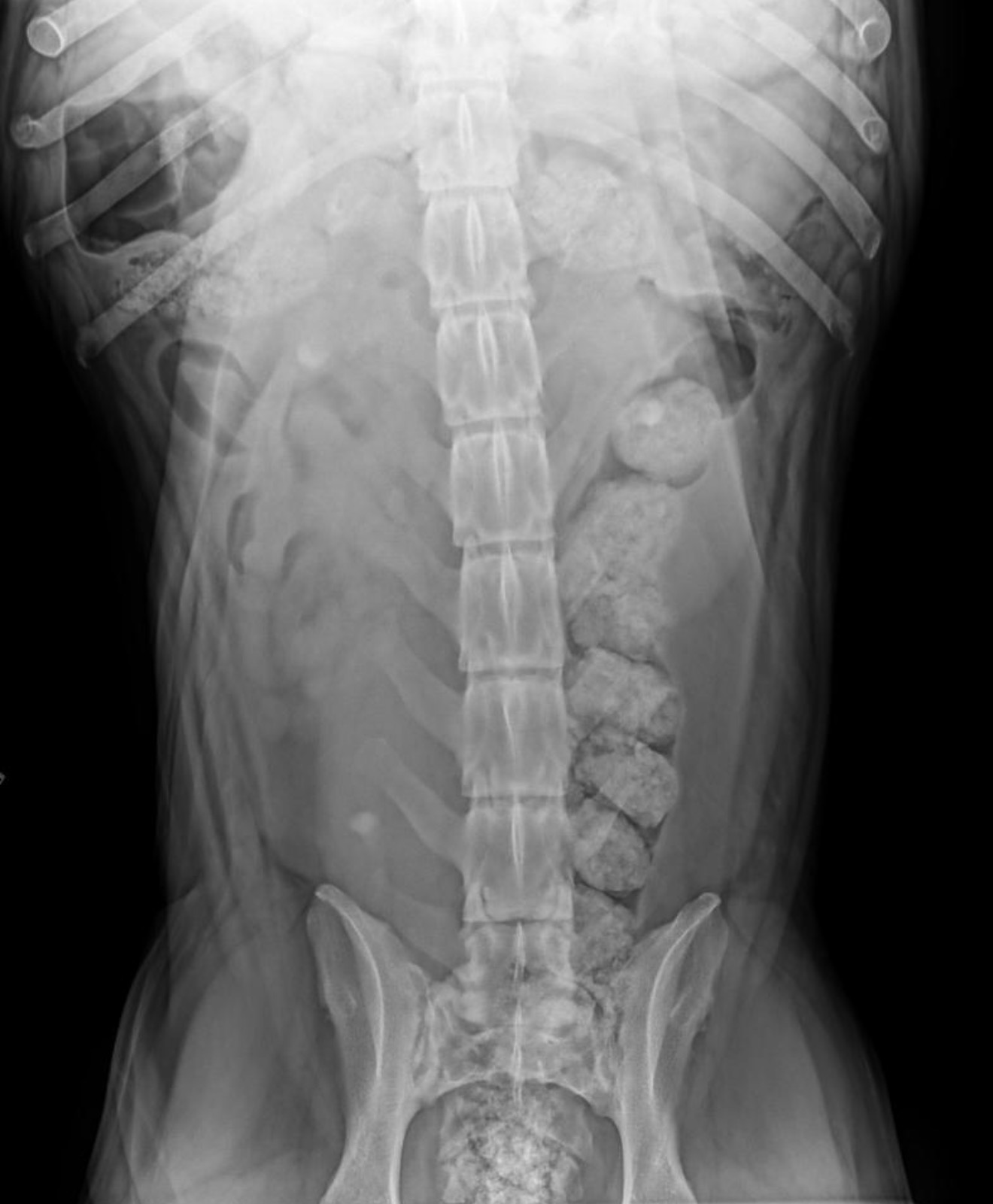 Help Save Stormy: Emergency Surgery Needed campaign photo, 2 of 5