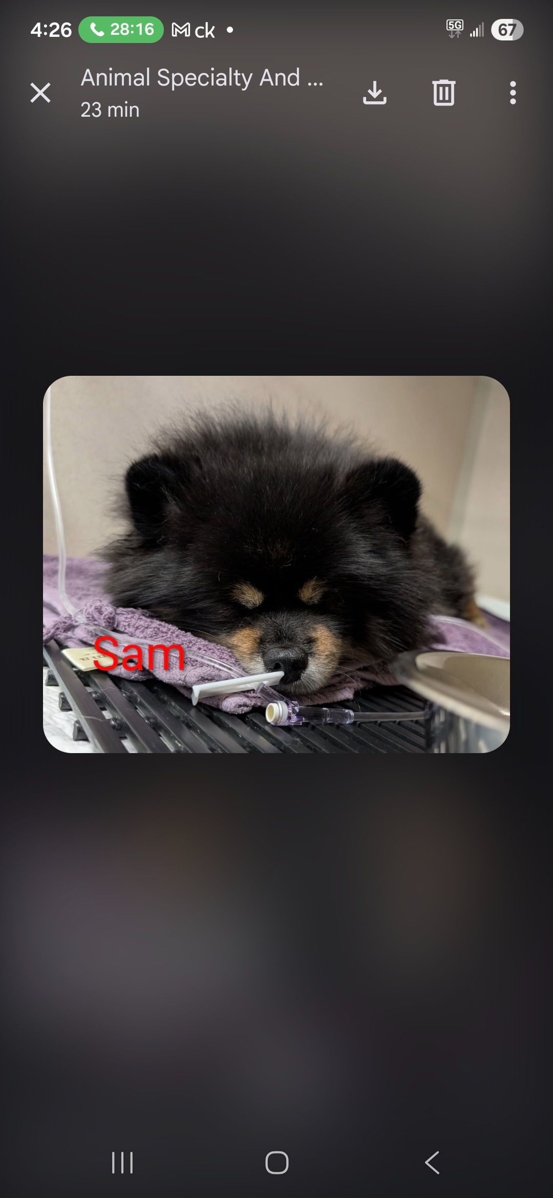 Help Sam the Pomeranian Get Lifesaving Care campaign photo, 7 of 8