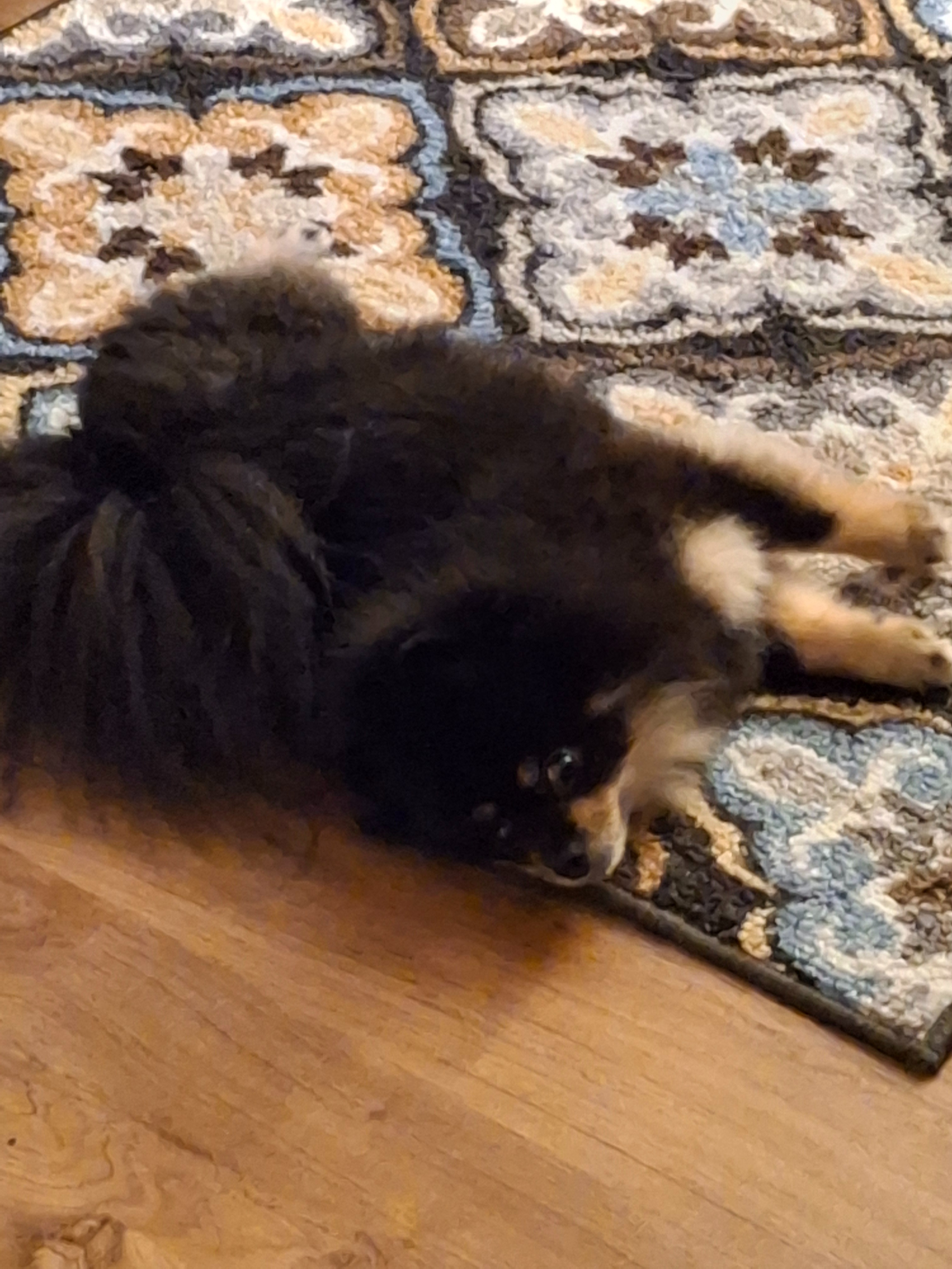 Help Sam the Pomeranian Get Lifesaving Care campaign photo, 2 of 8