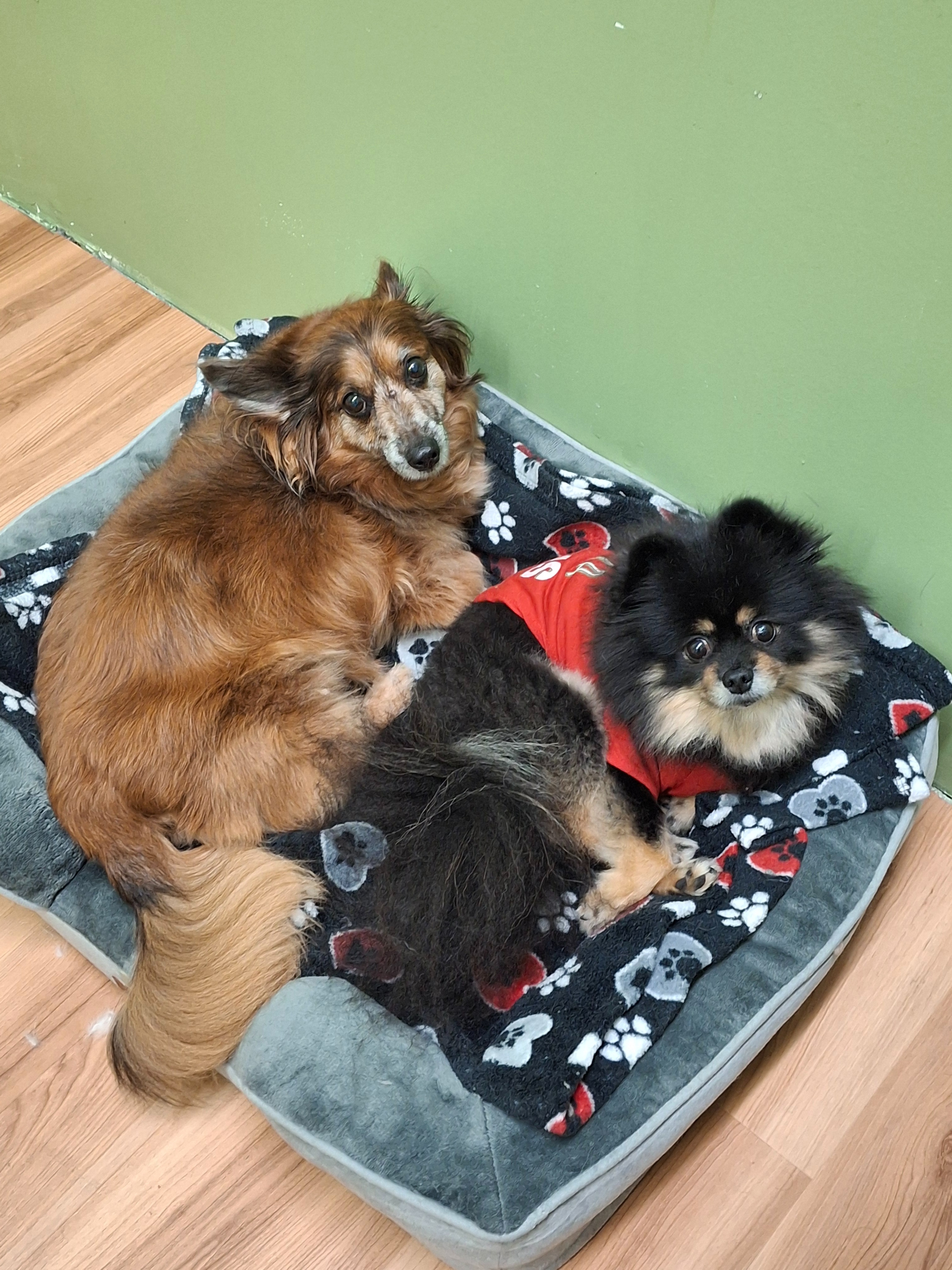 Help Sam the Pomeranian Get Lifesaving Care campaign photo, 4 of 8
