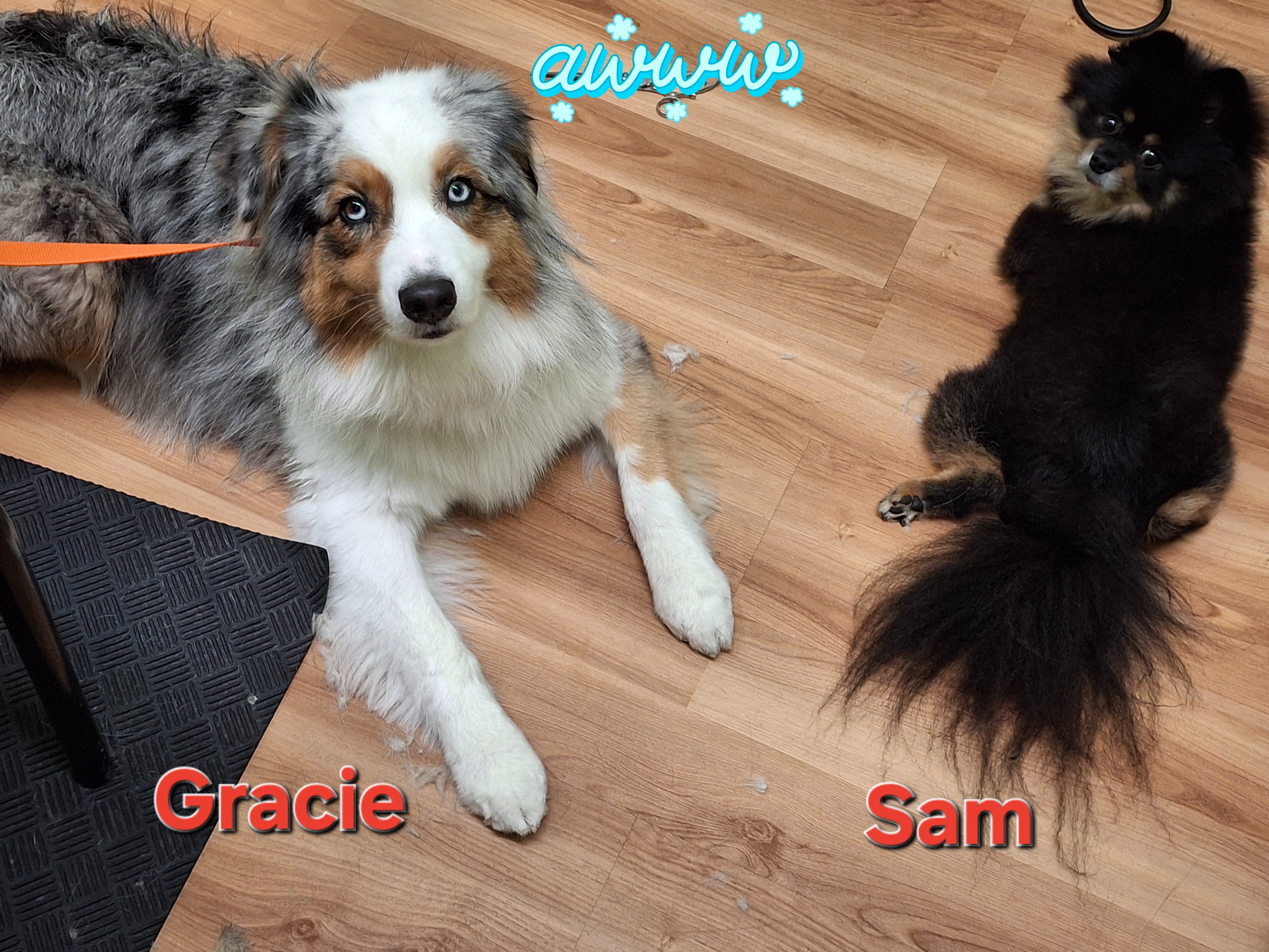 Help Sam the Pomeranian Get Lifesaving Care campaign photo, 5 of 8
