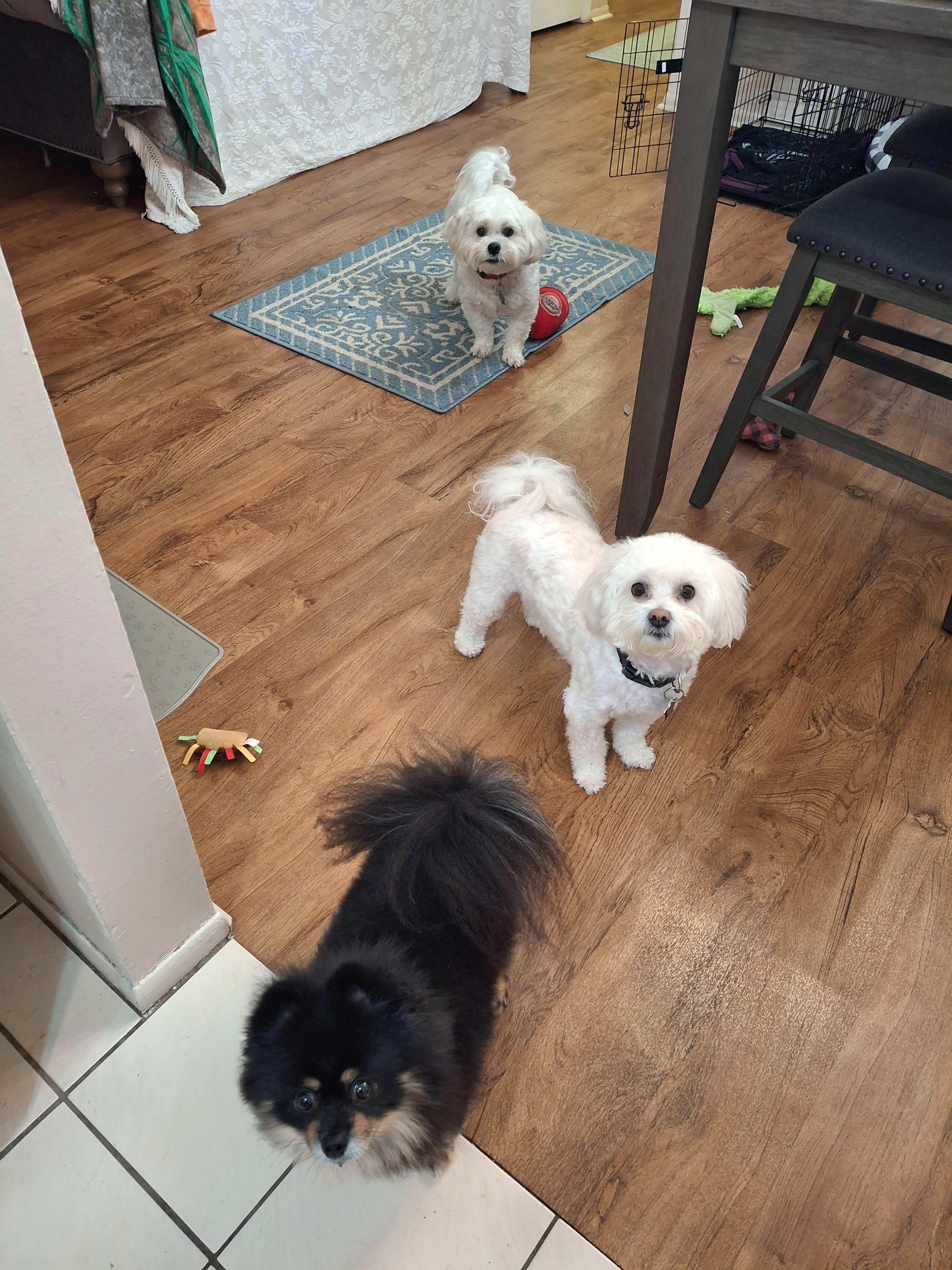 Help Sam the Pomeranian Get Lifesaving Care campaign photo, 6 of 8