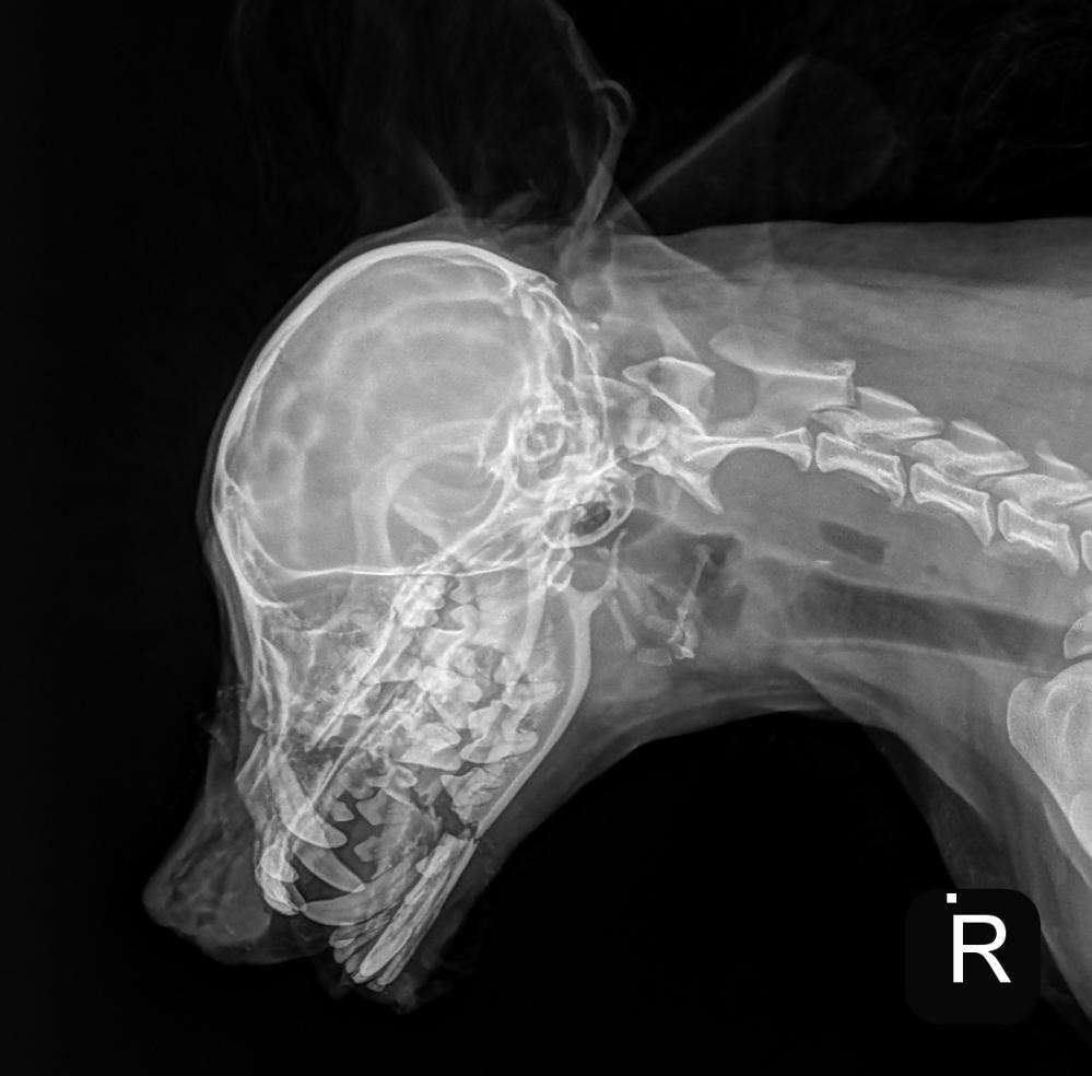 Help Nila Recover After Dog Attack campaign photo, 6 of 7
