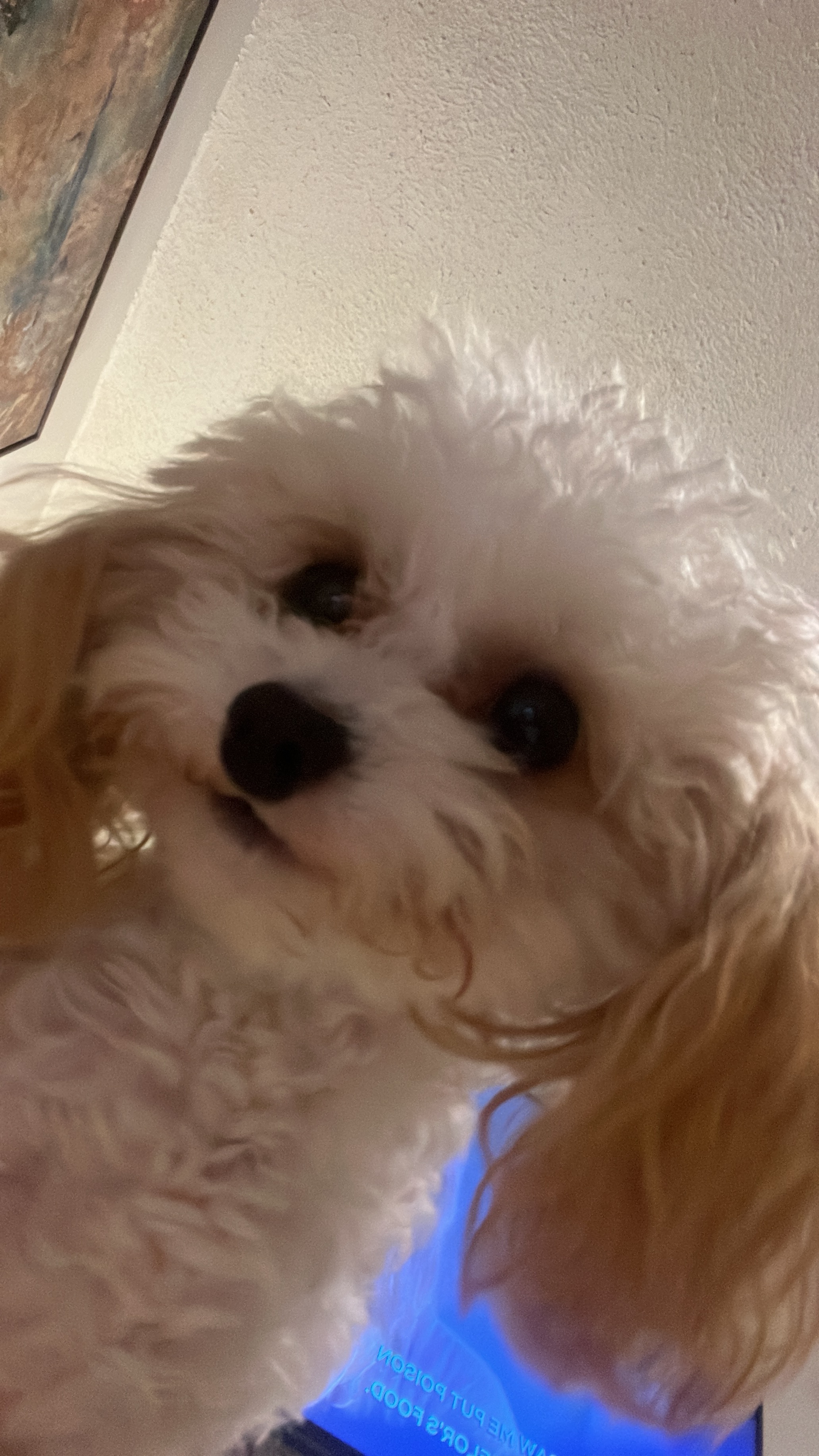 Help Nila Recover After Dog Attack campaign photo, 2 of 7