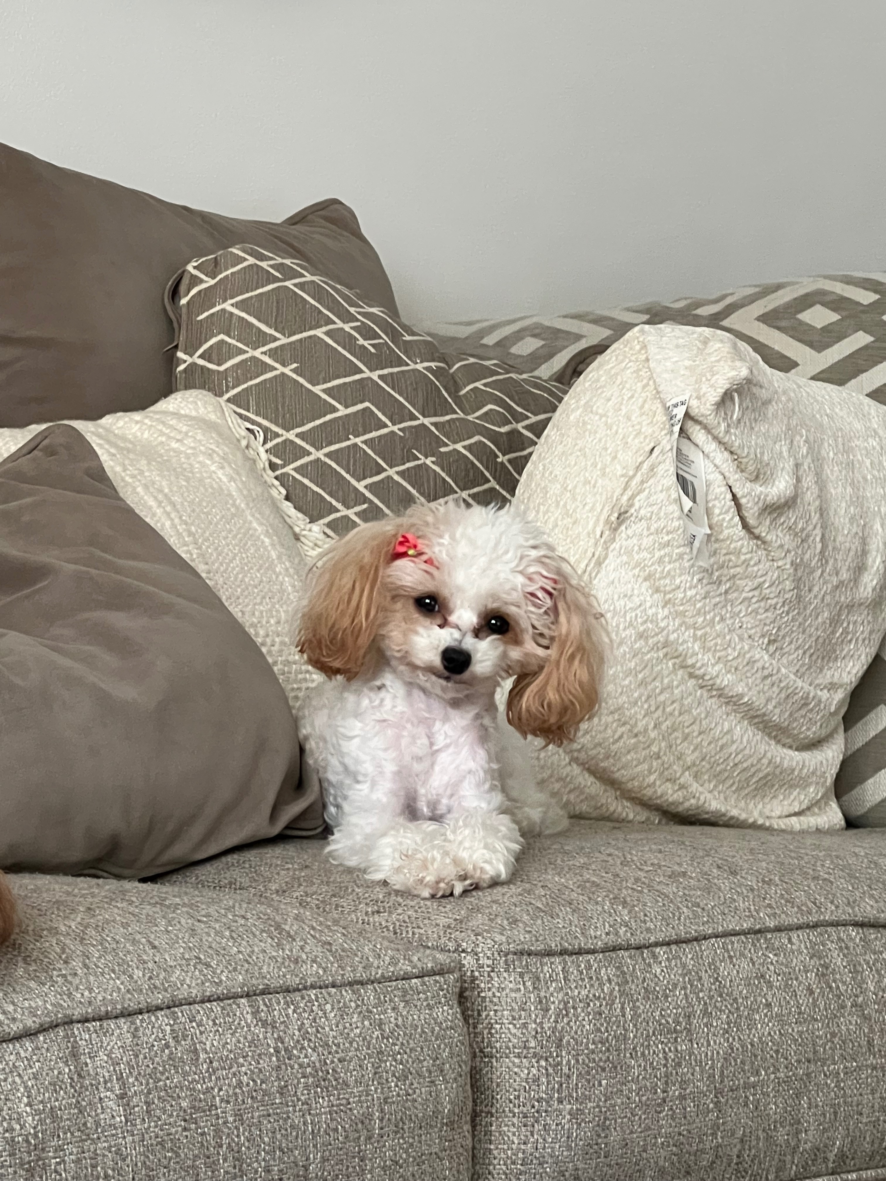 Help Nila Recover After Dog Attack campaign photo, 4 of 7