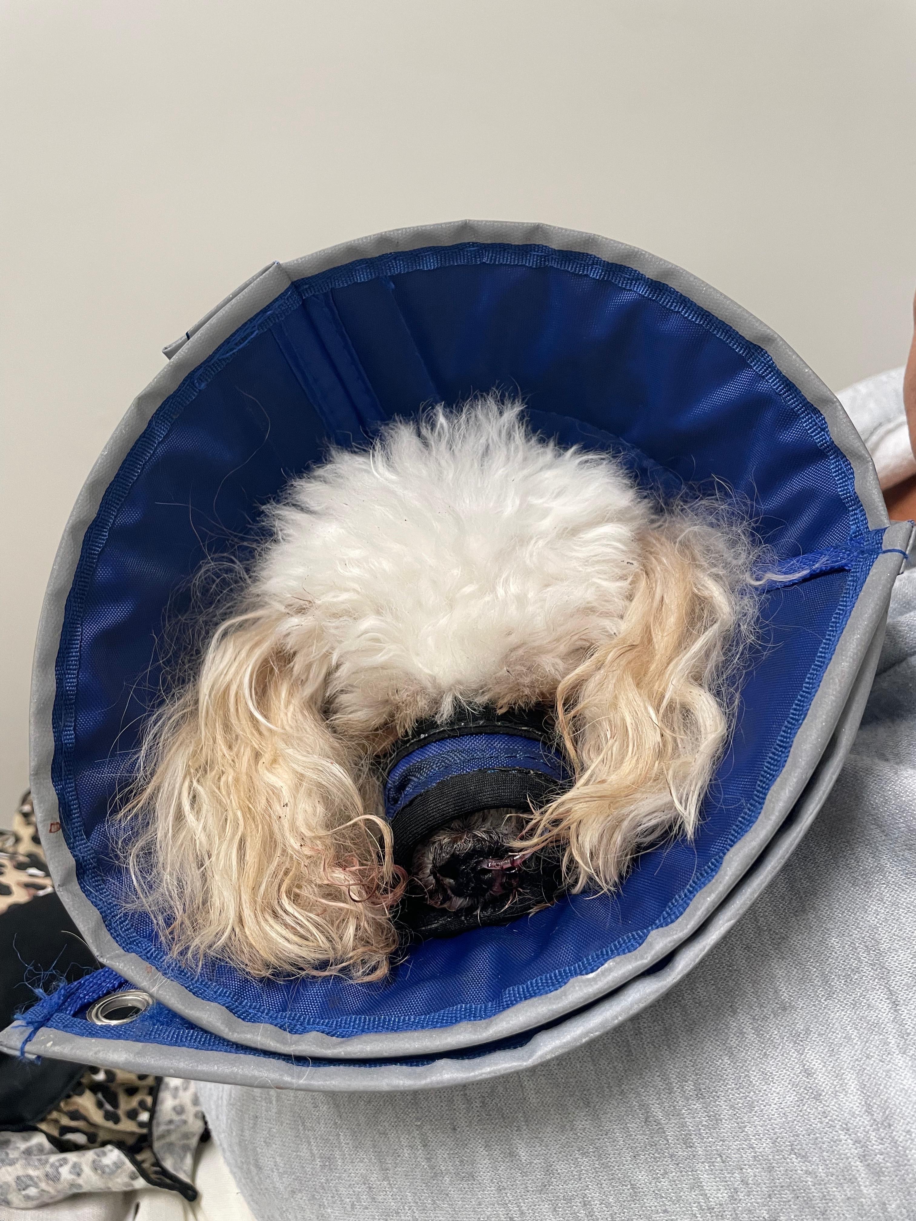 Help Nila Recover After Dog Attack campaign photo, 5 of 7