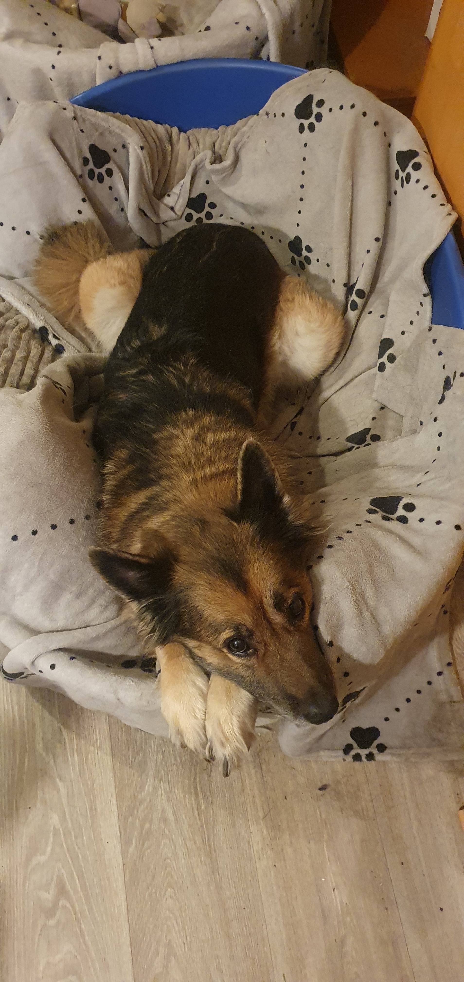 Akuter Notfall – Hilfe für meine beiden schwer kranken Hunde campaign photo, 4 of 5