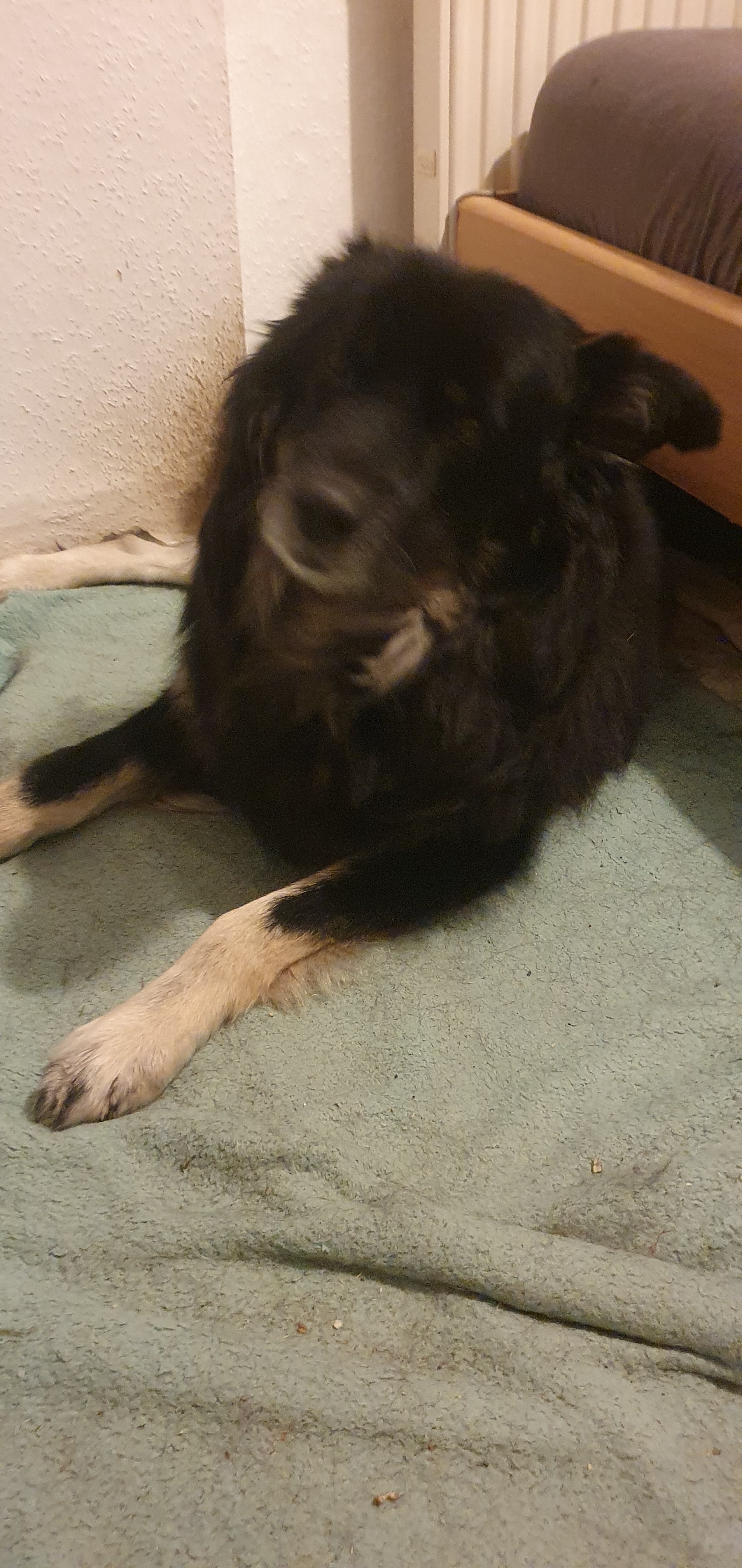 Akuter Notfall – Hilfe für meine beiden schwer kranken Hunde campaign photo, 2 of 5