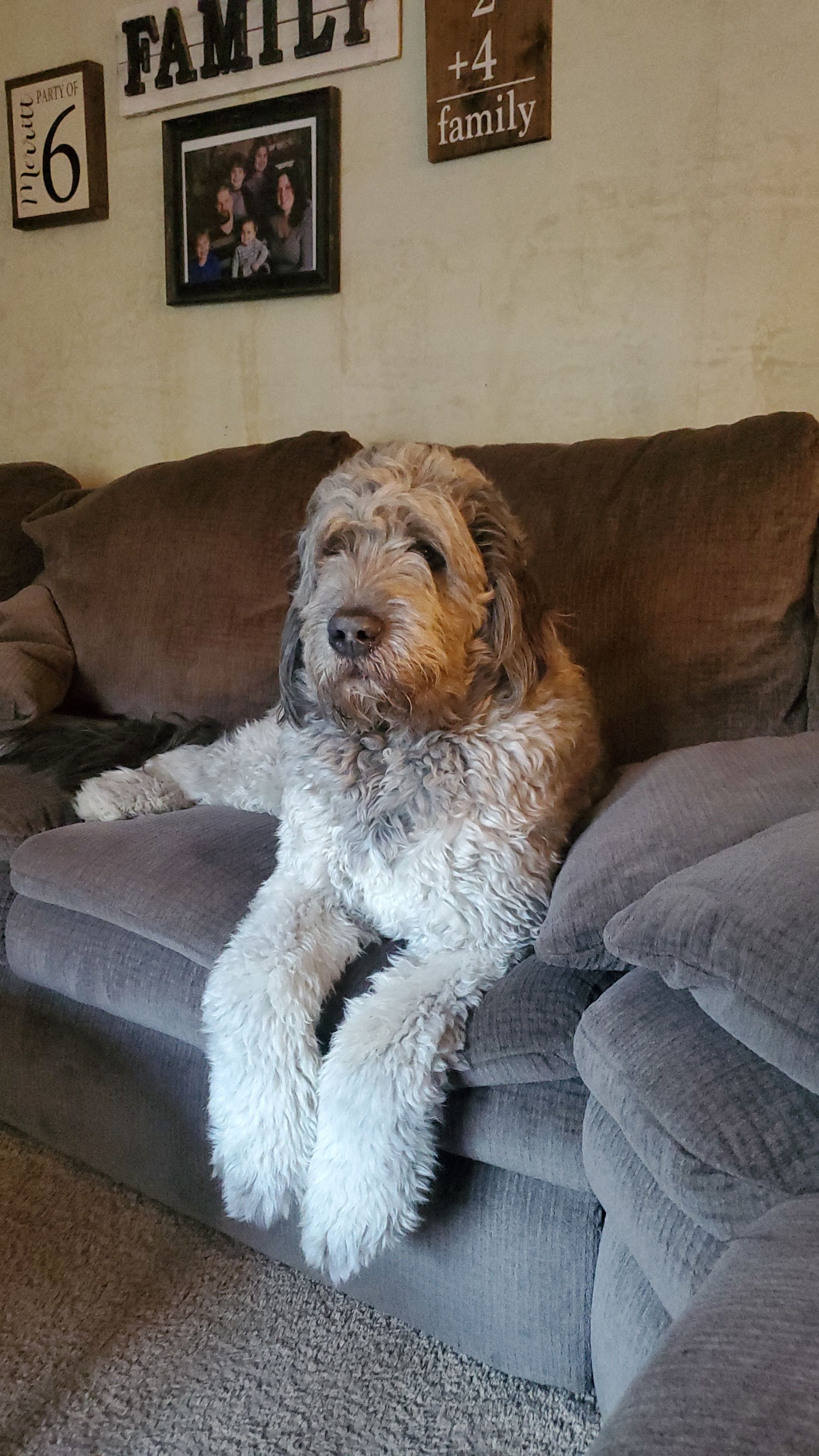 Help Beau with his vet bills! campaign photo, 4 of 6