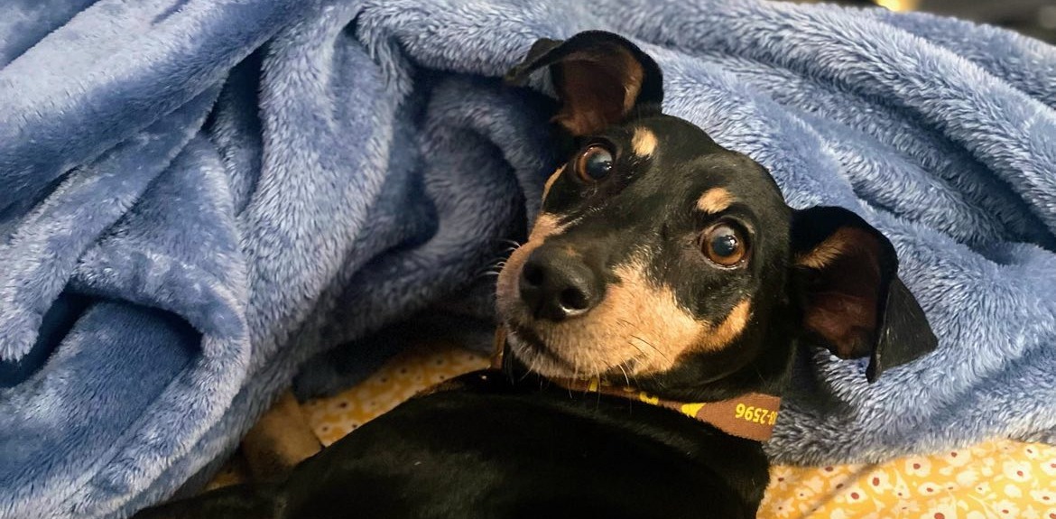 Help Rocky, My Mom’s Support Dog, Get Well campaign photo, 5 of 6