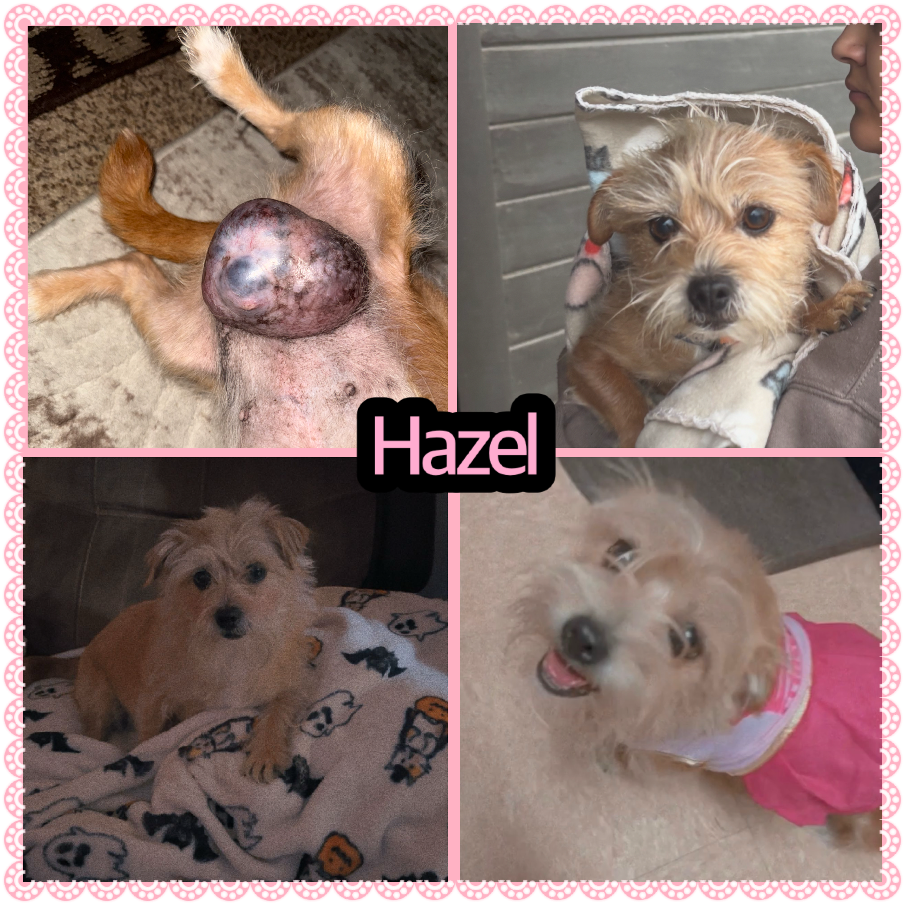 Help Hazel Get Life-Saving Surgery campaign photo, 1 of 3