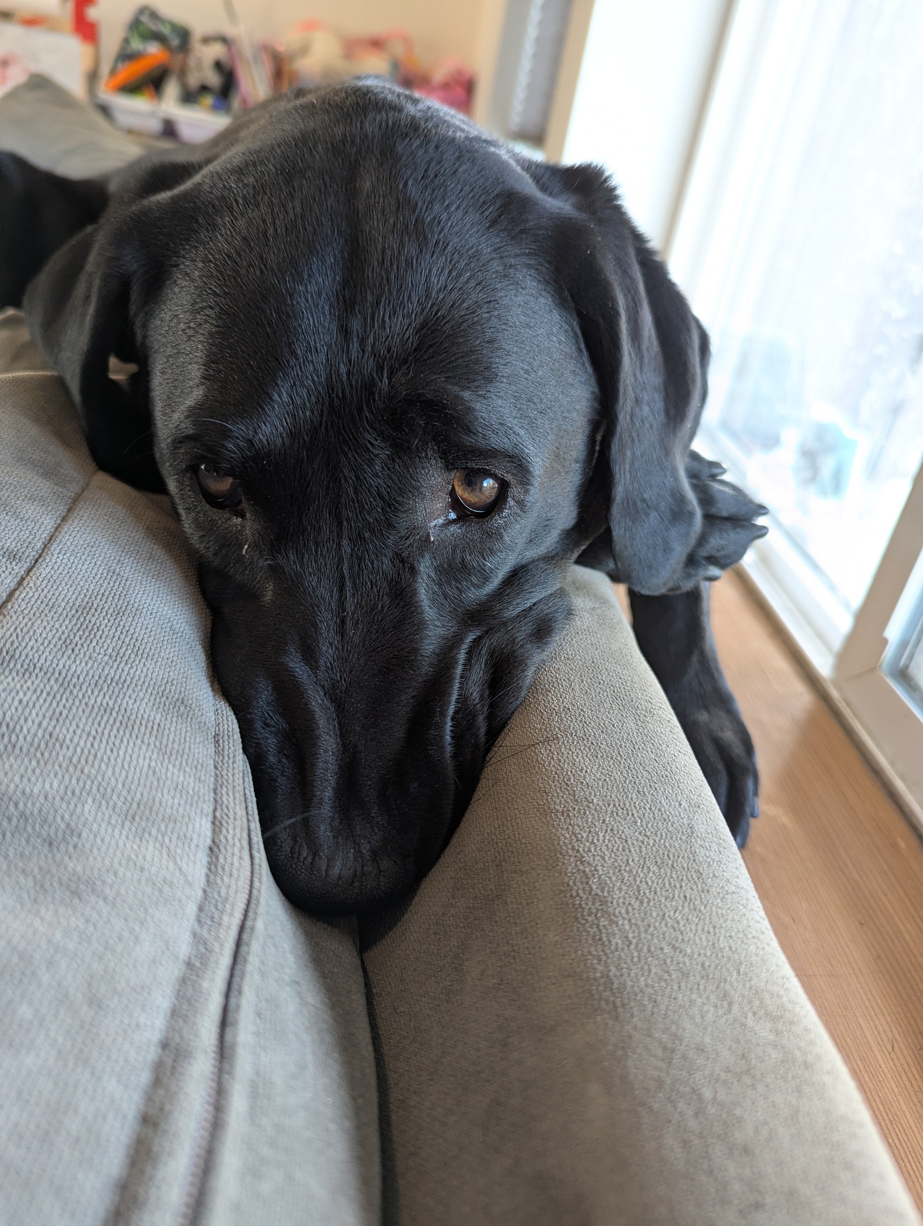 Help Save Pepper: Surgery Needed campaign photo, 2 of 7