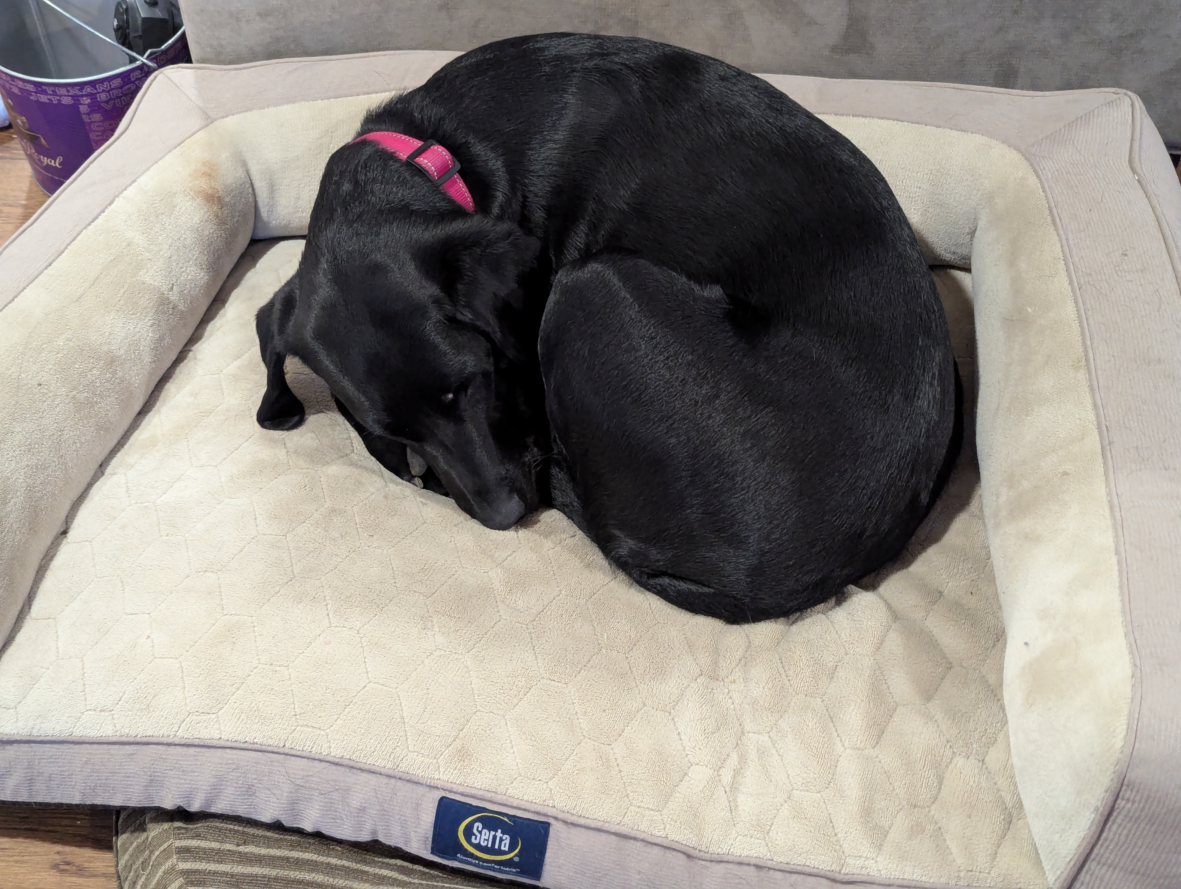 Help Save Pepper: Surgery Needed campaign photo, 5 of 7