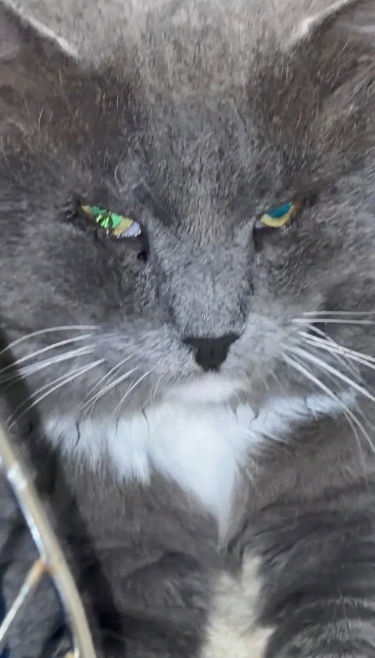 Help Onyx Get Urgent Eye Surgery campaign photo, 6 of 7