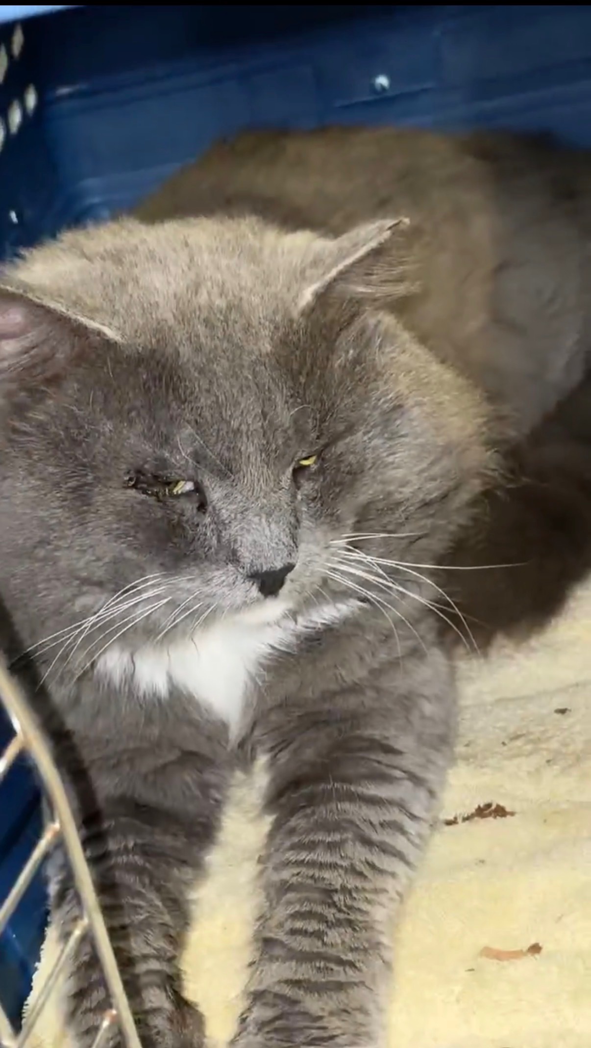 Help Onyx Get Urgent Eye Surgery campaign photo, 2 of 7