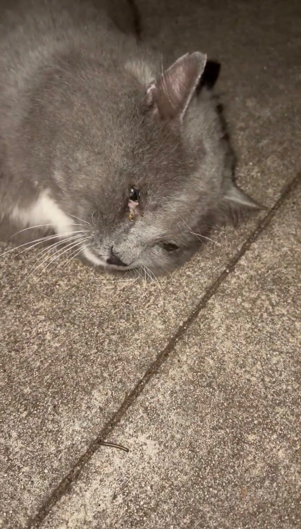 Help Onyx Get Urgent Eye Surgery campaign photo, 4 of 7