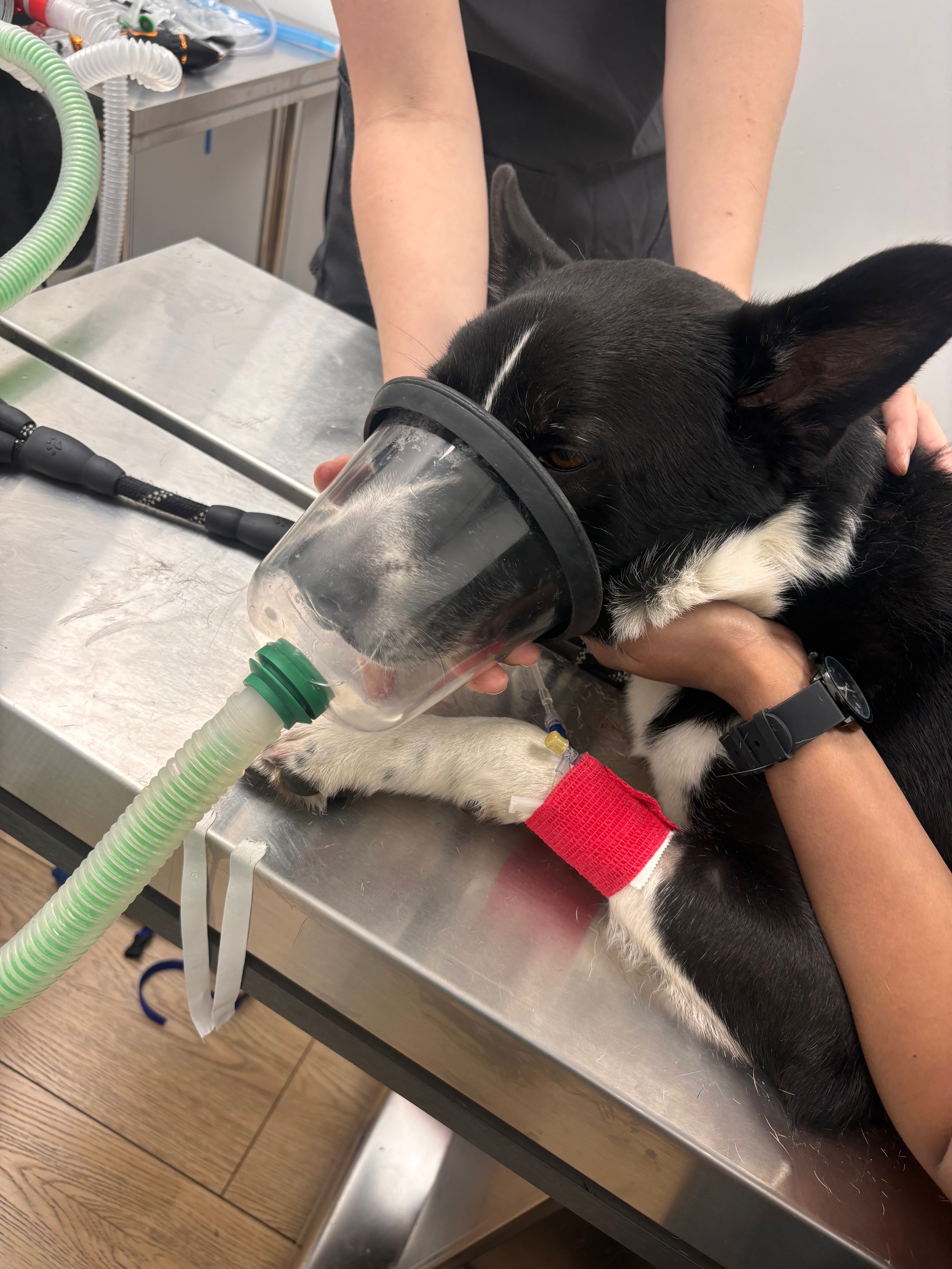 Help Axel Recover from His Traumatic Accident campaign photo, 7 of 7