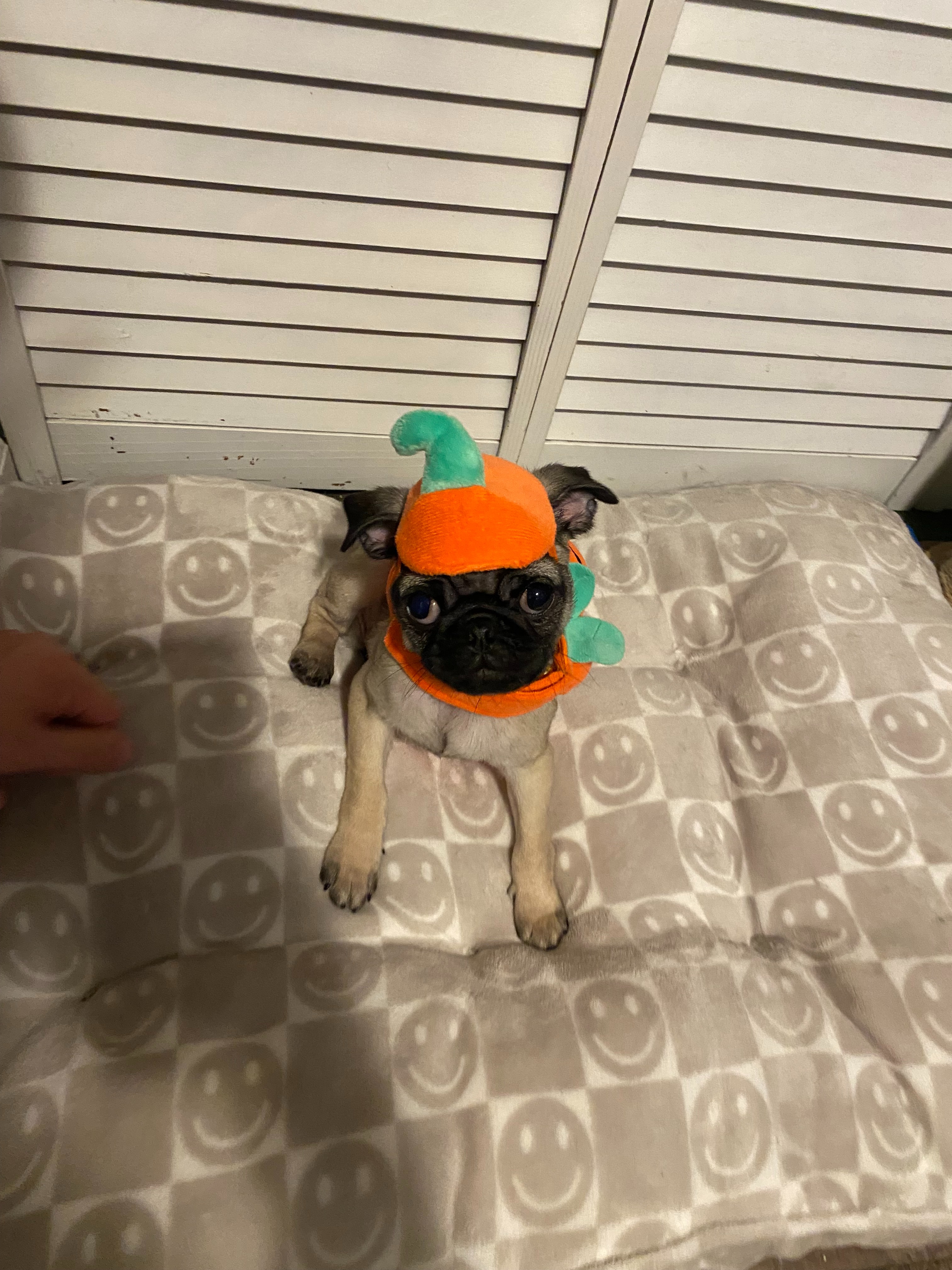 Help Ellie Get Life-Saving Surgery campaign photo, 7 of 8