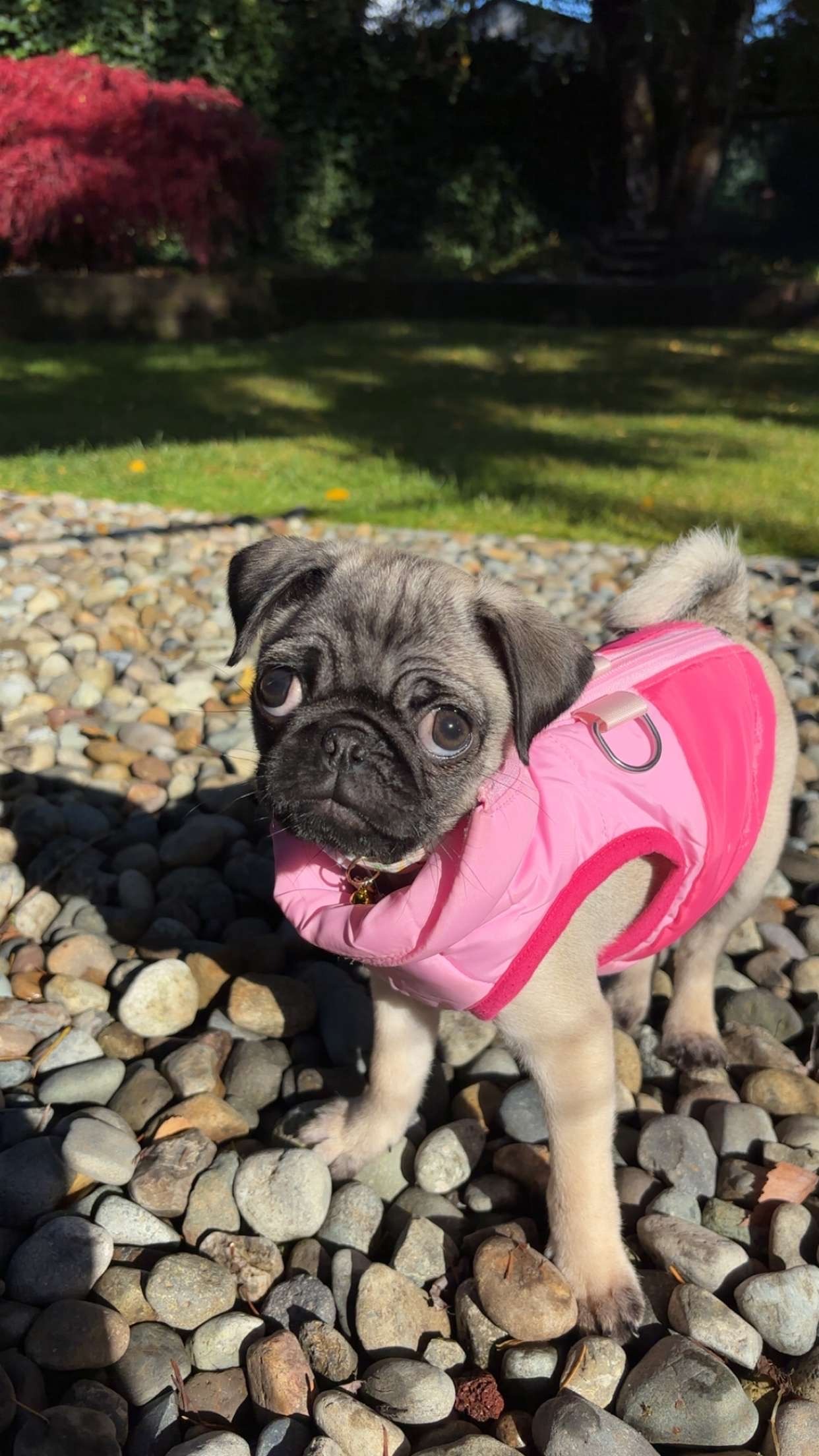 Help Ellie Get Life-Saving Surgery campaign photo, 2 of 8