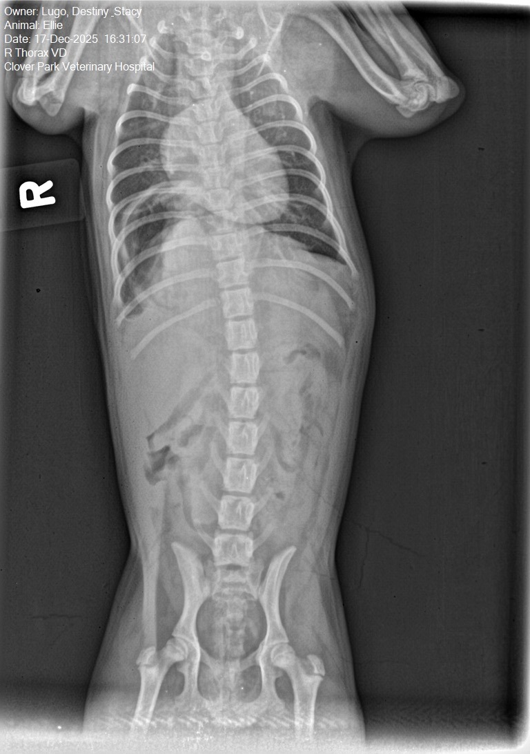 Help Ellie Get Life-Saving Surgery campaign photo, 4 of 8