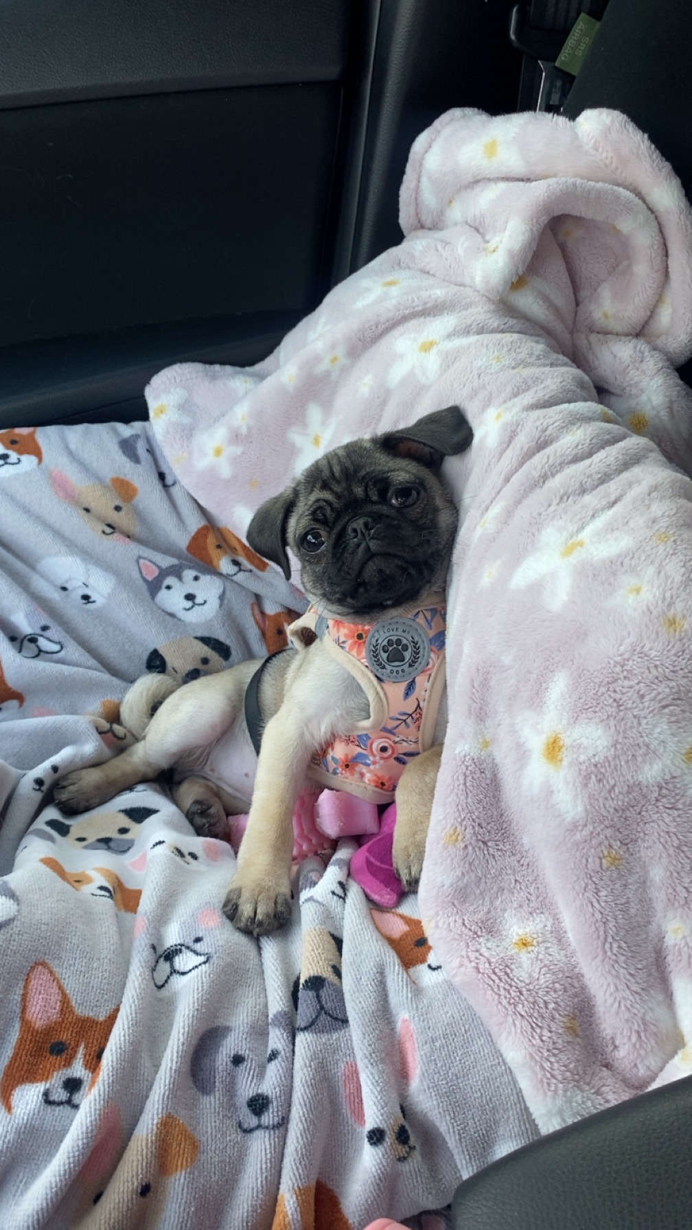 Help Ellie Get Life-Saving Surgery campaign photo, 5 of 8