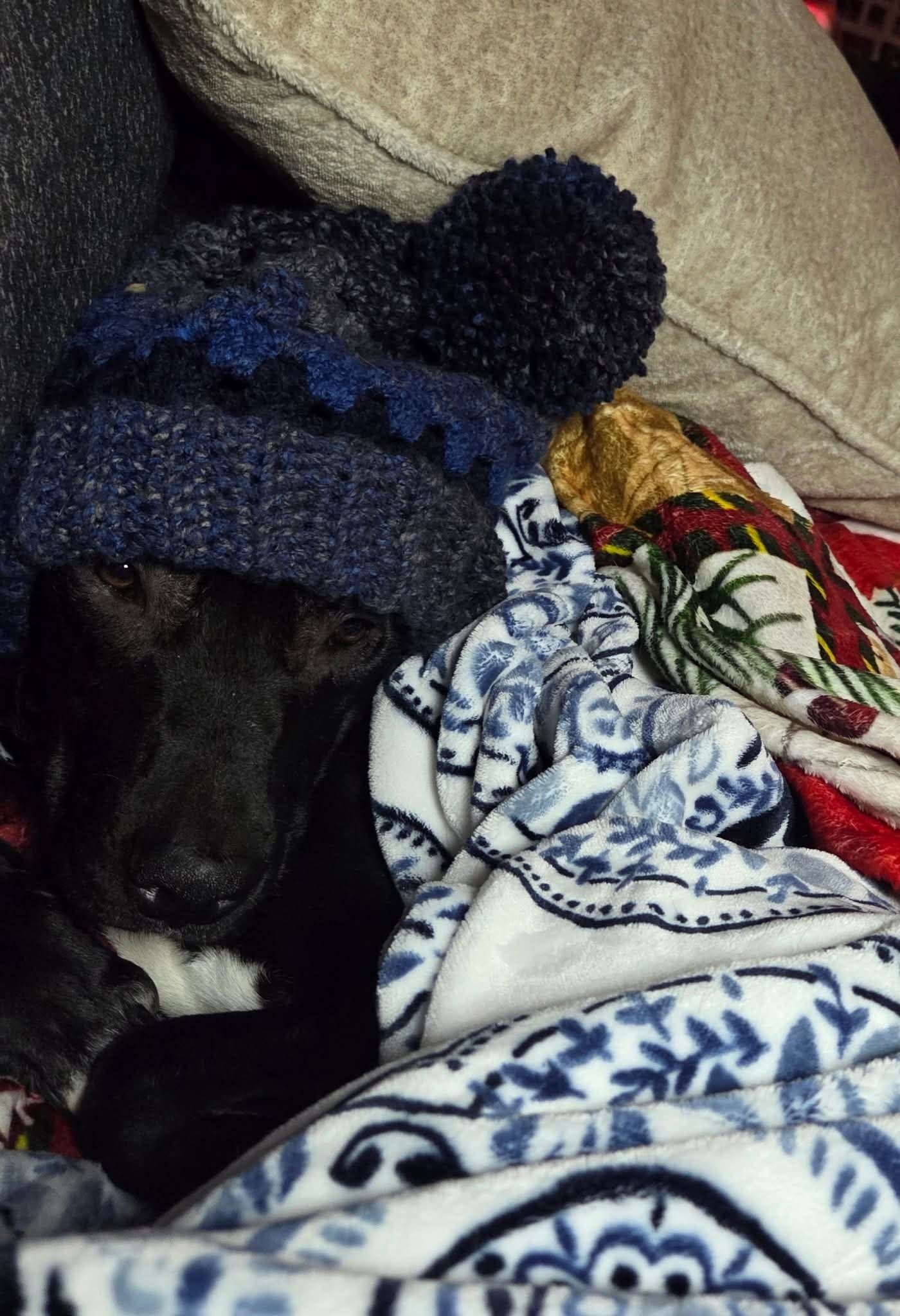 Help Loki Get Life-Saving Surgery campaign photo, 7 of 8