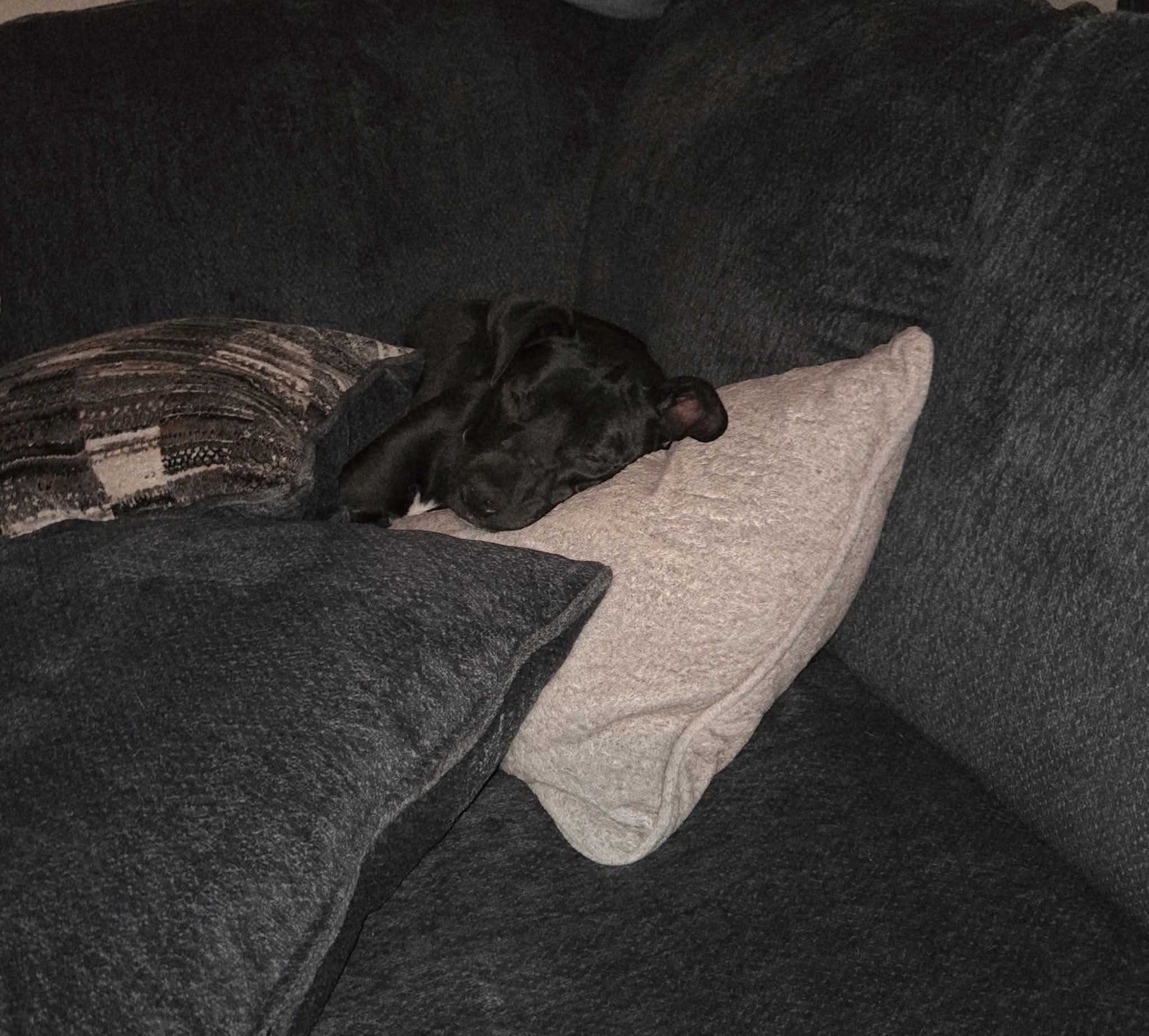 Help Loki Get Life-Saving Surgery campaign photo, 2 of 8