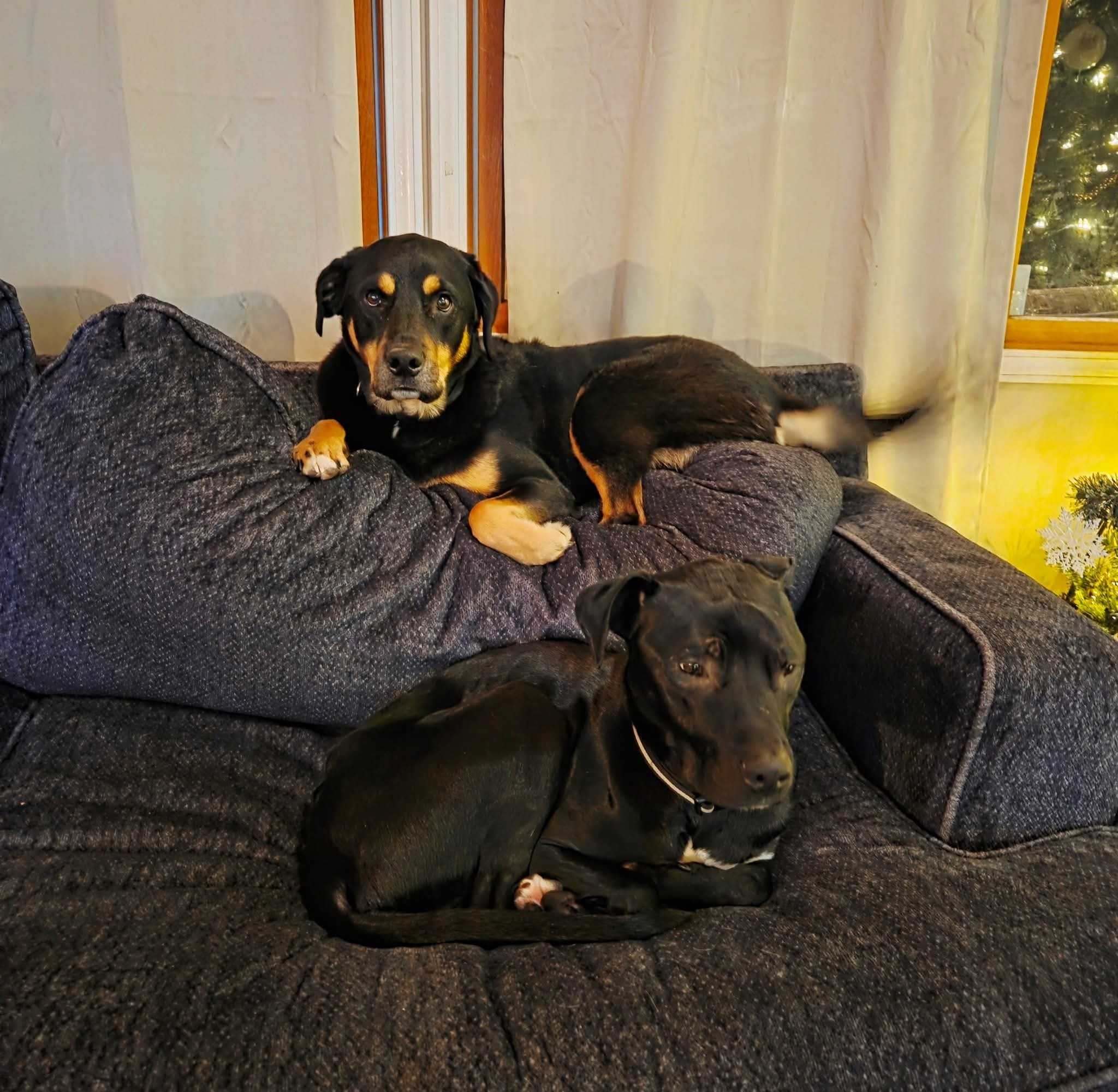 Help Loki Get Life-Saving Surgery campaign photo, 5 of 8