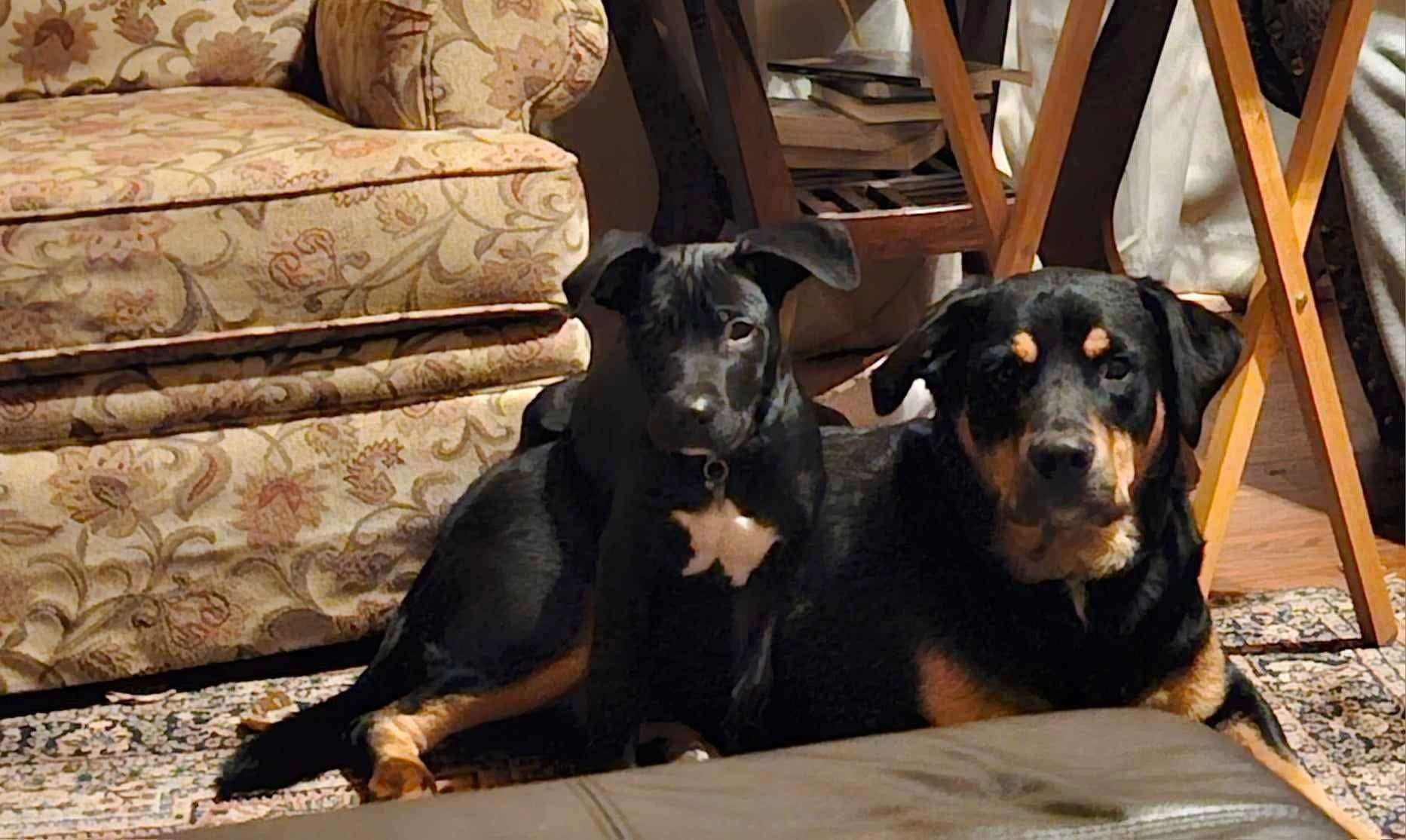 Help Loki Get Life-Saving Surgery campaign photo, 4 of 8