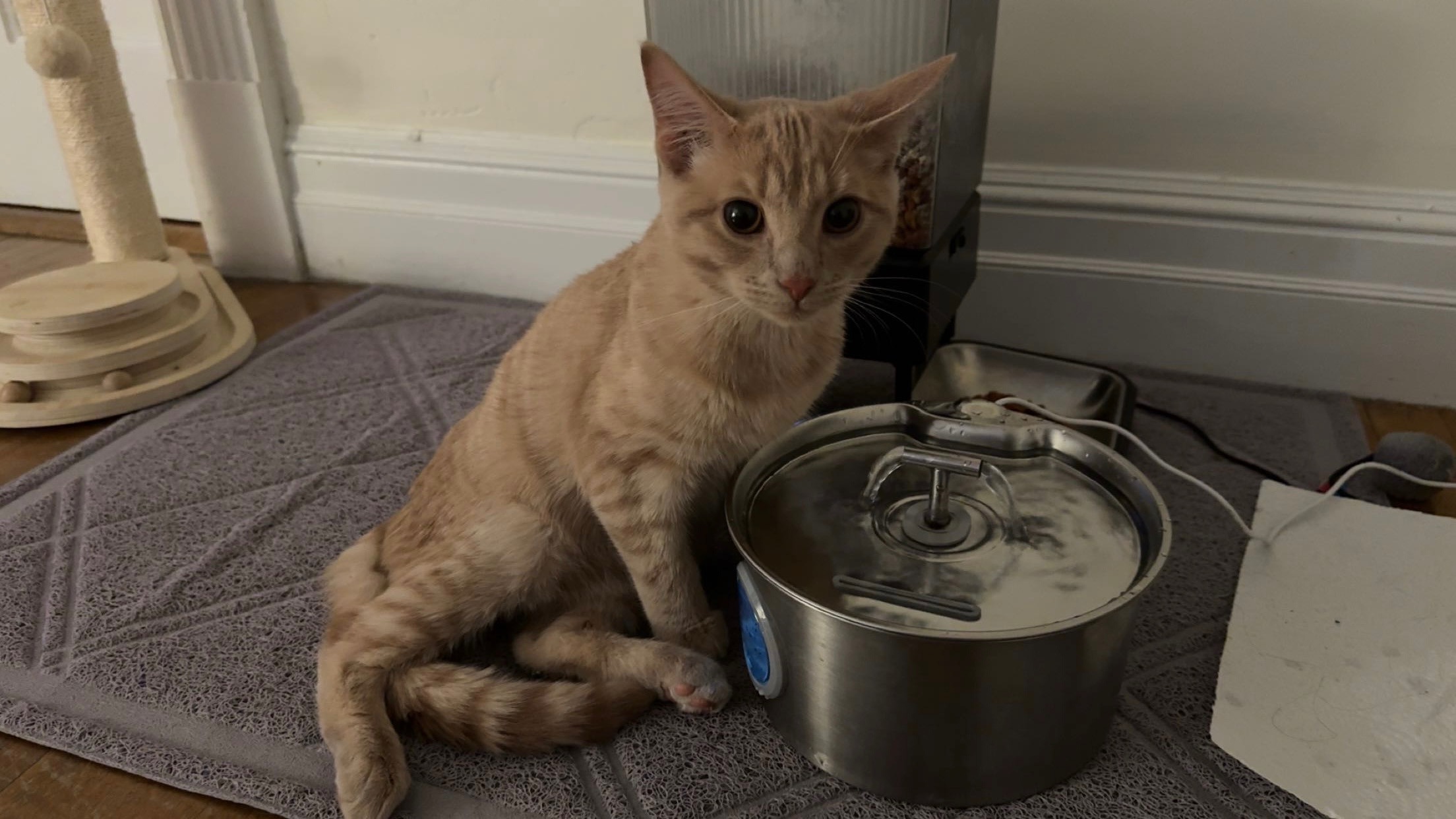 Help Biscoff Walk Again After Injury campaign photo, 2 of 8