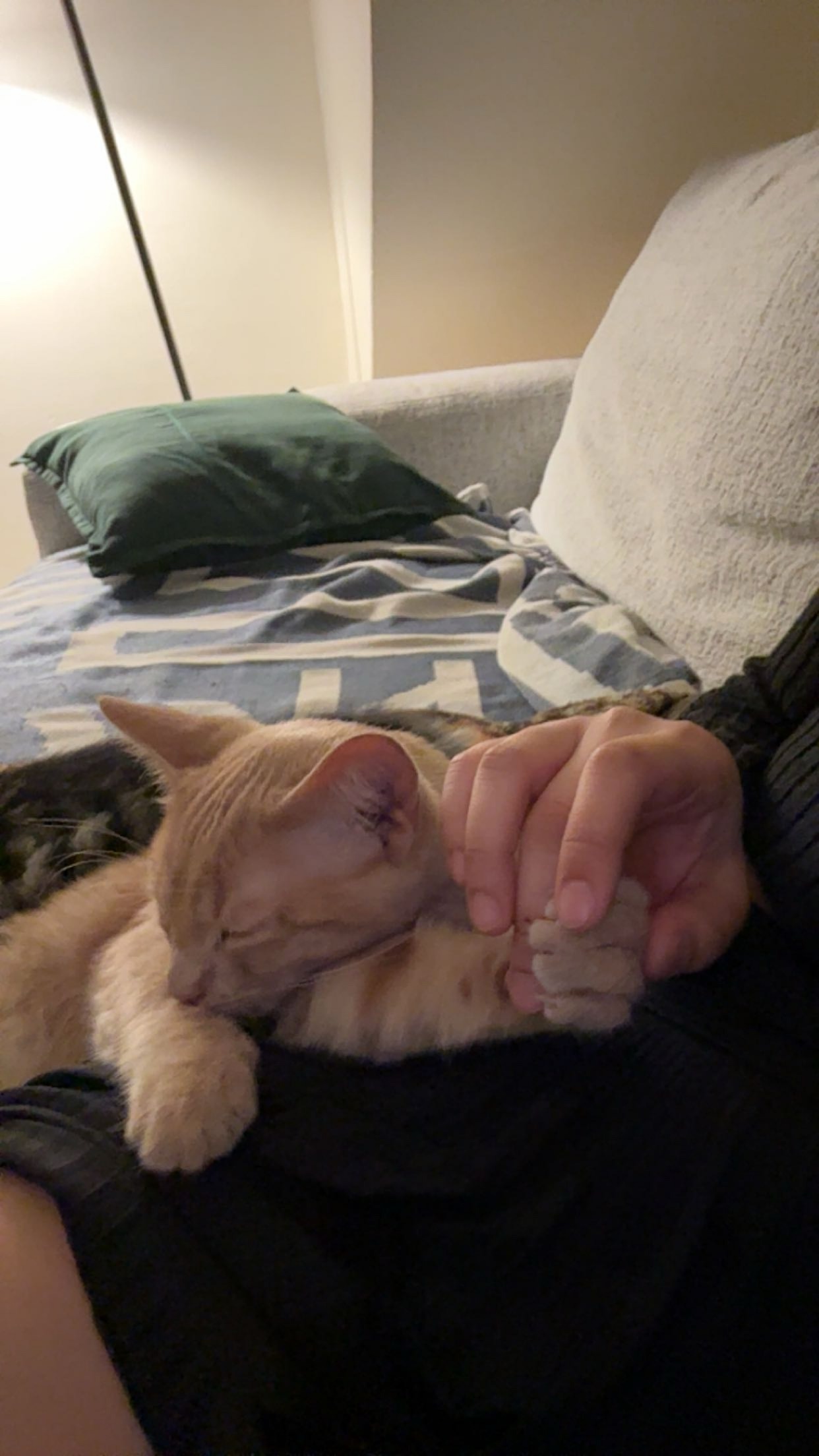 Help Biscoff Walk Again After Injury campaign photo, 7 of 8