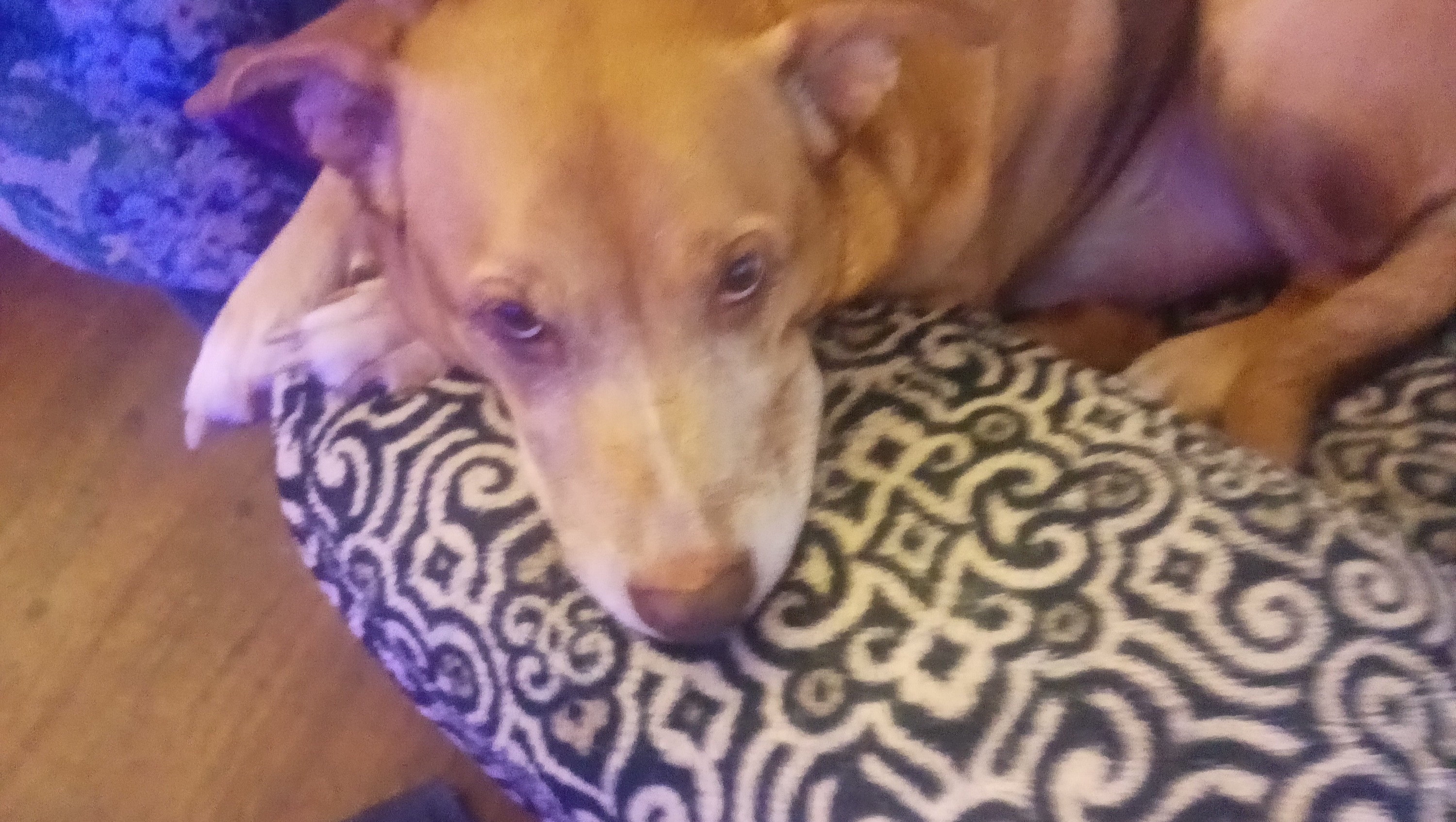 Help My Family & Rescue Dogs Heal photo