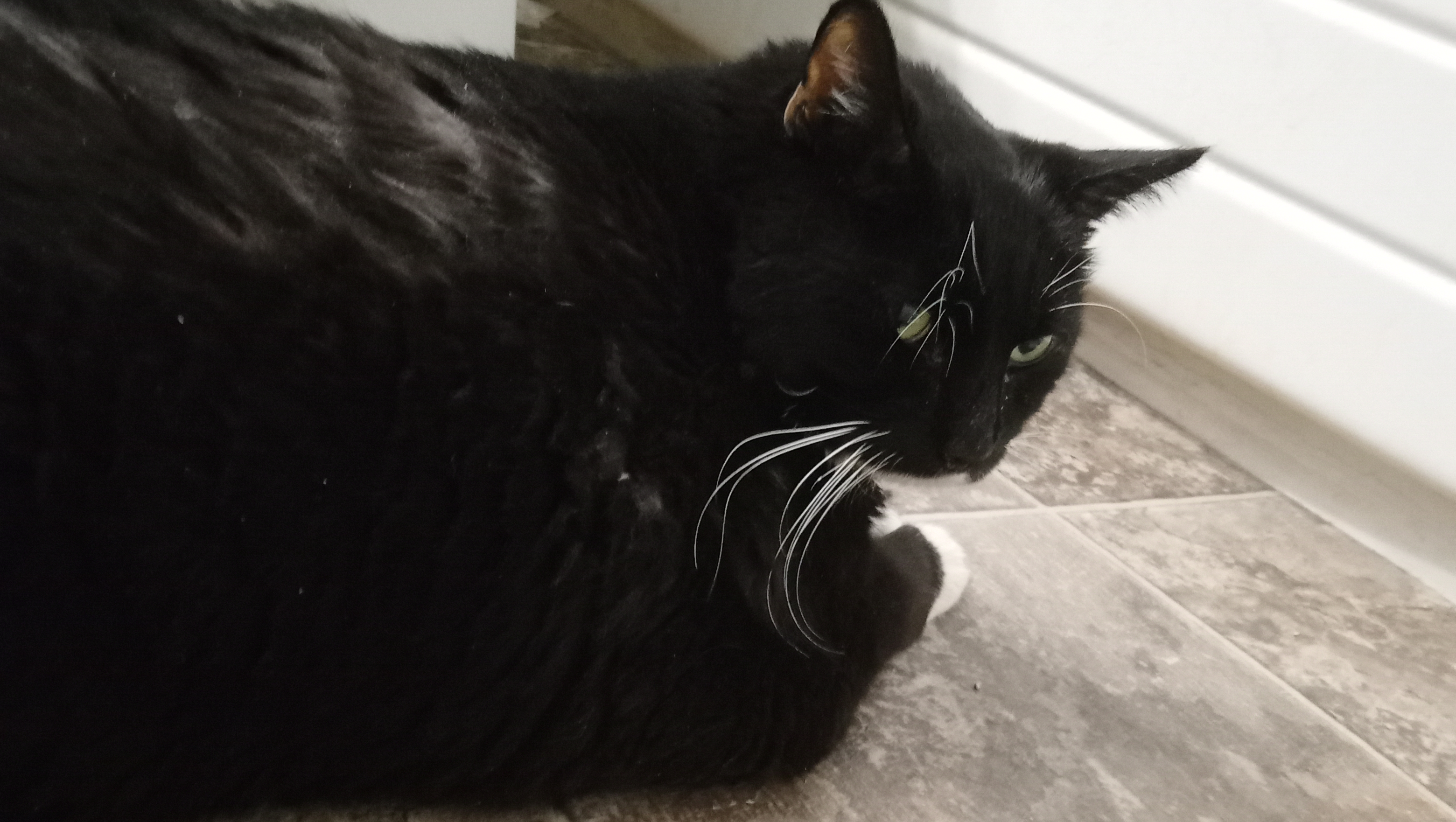 Help Save Poppy Cat—A Beloved Companion in Need photo