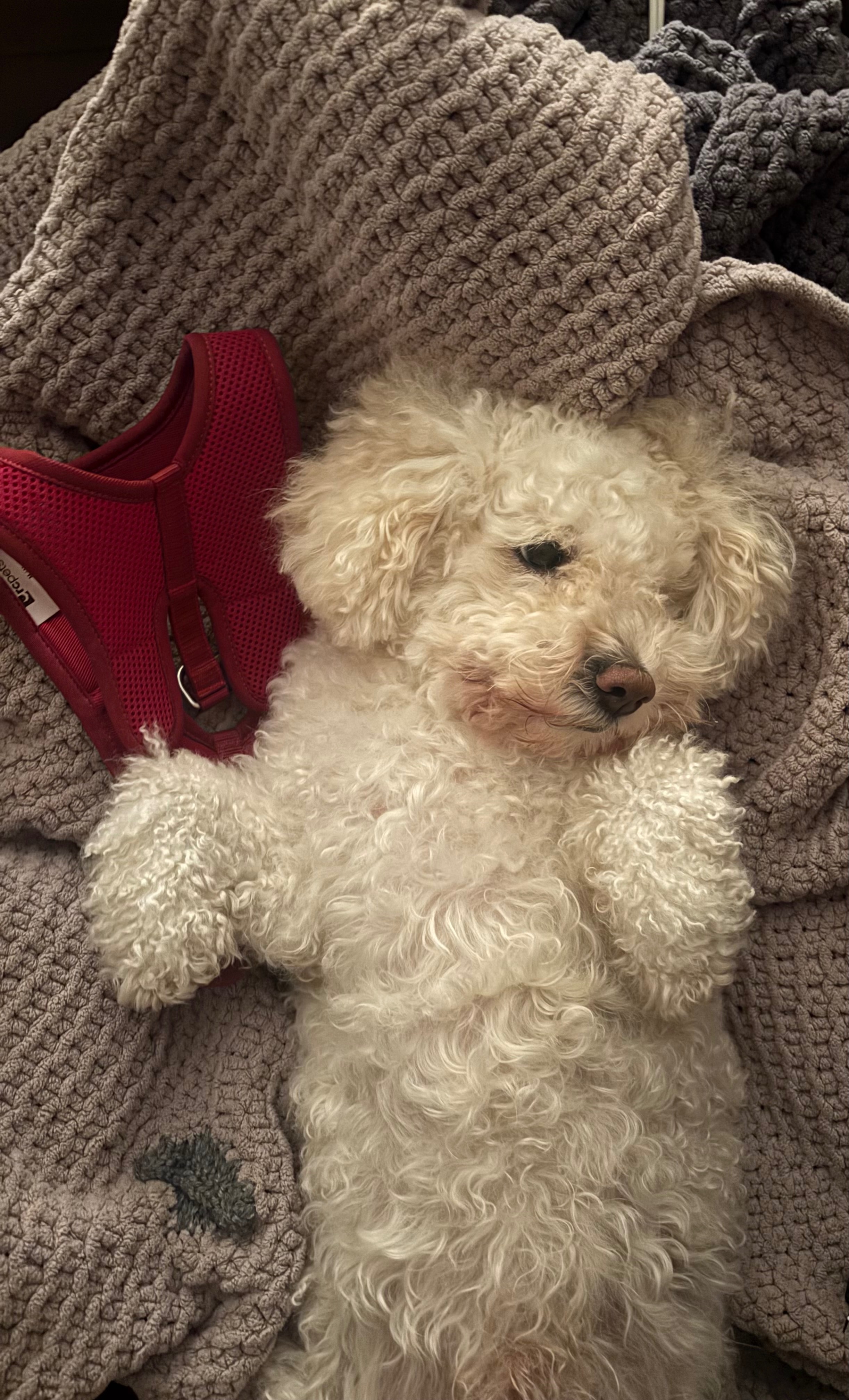 Louie’s Total Hip Replacement Surgery campaign photo, 7 of 8
