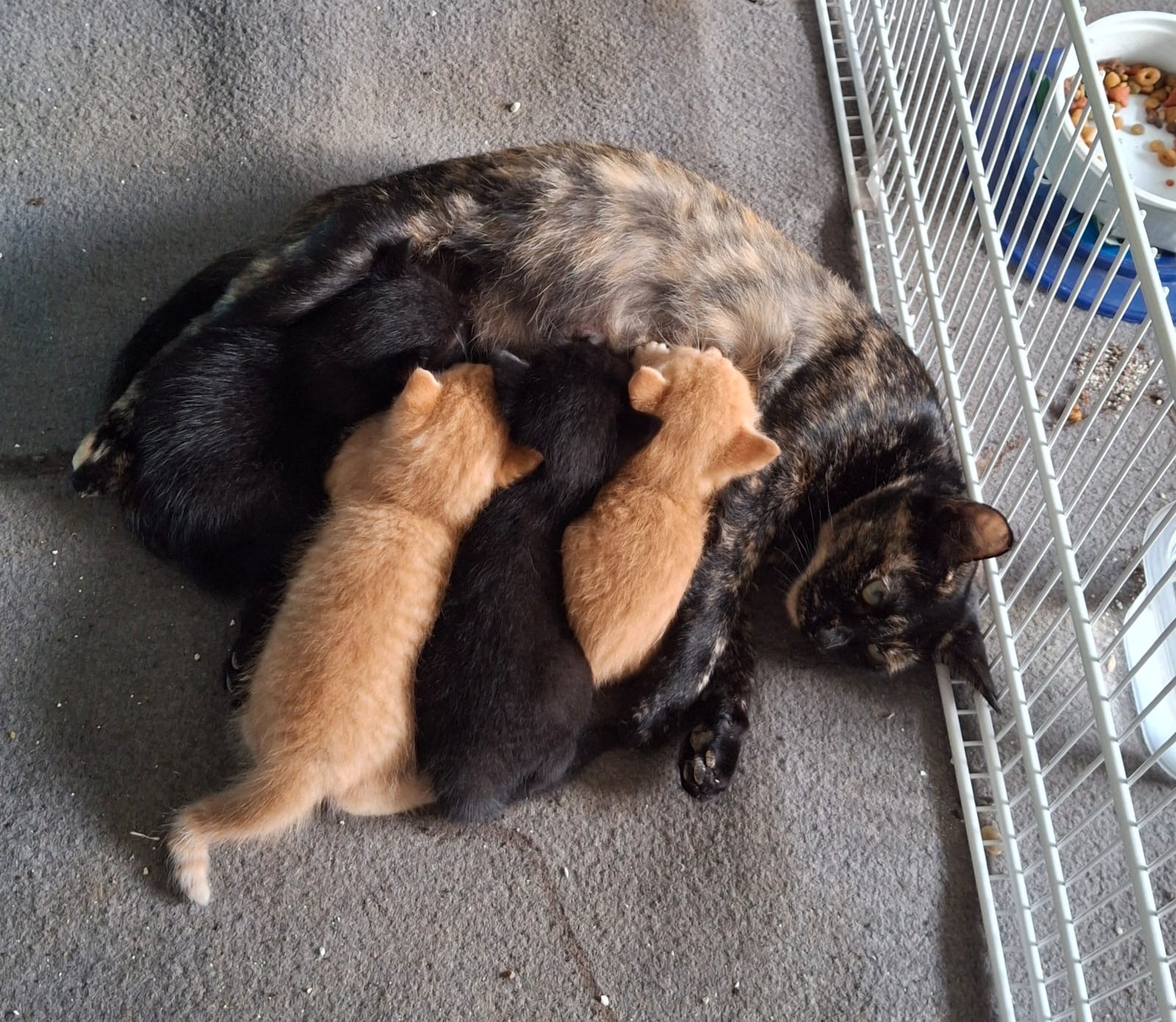 Help Me Care for 14 Rescued Cats As I Fight Cancer campaign photo, 6 of 7