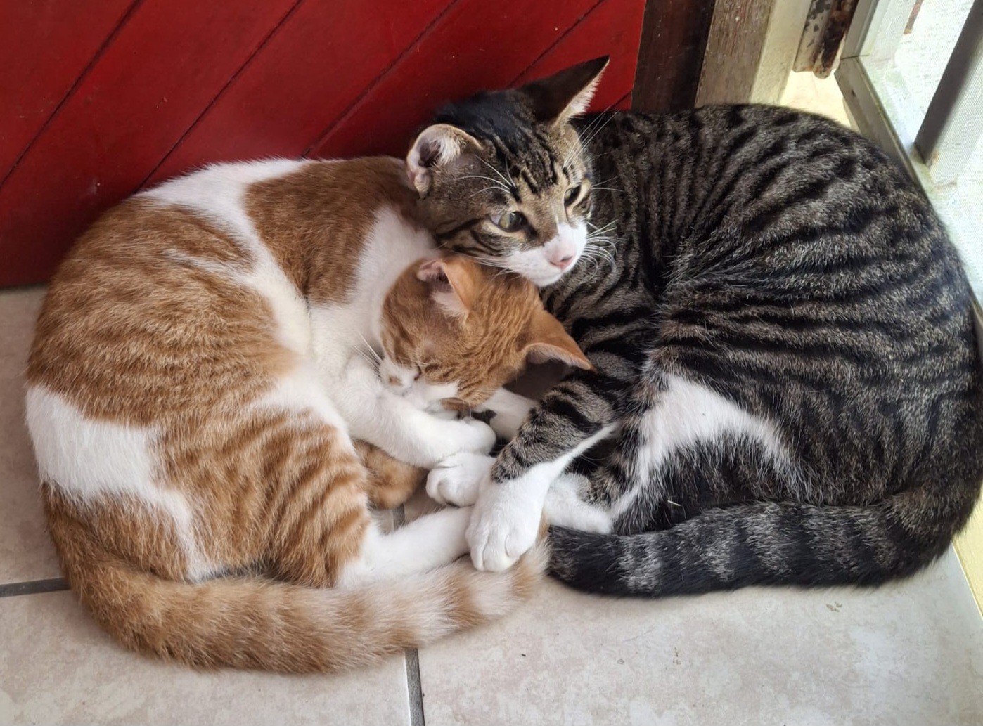 Help Me Care for 14 Rescued Cats As I Fight Cancer campaign photo, 2 of 7
