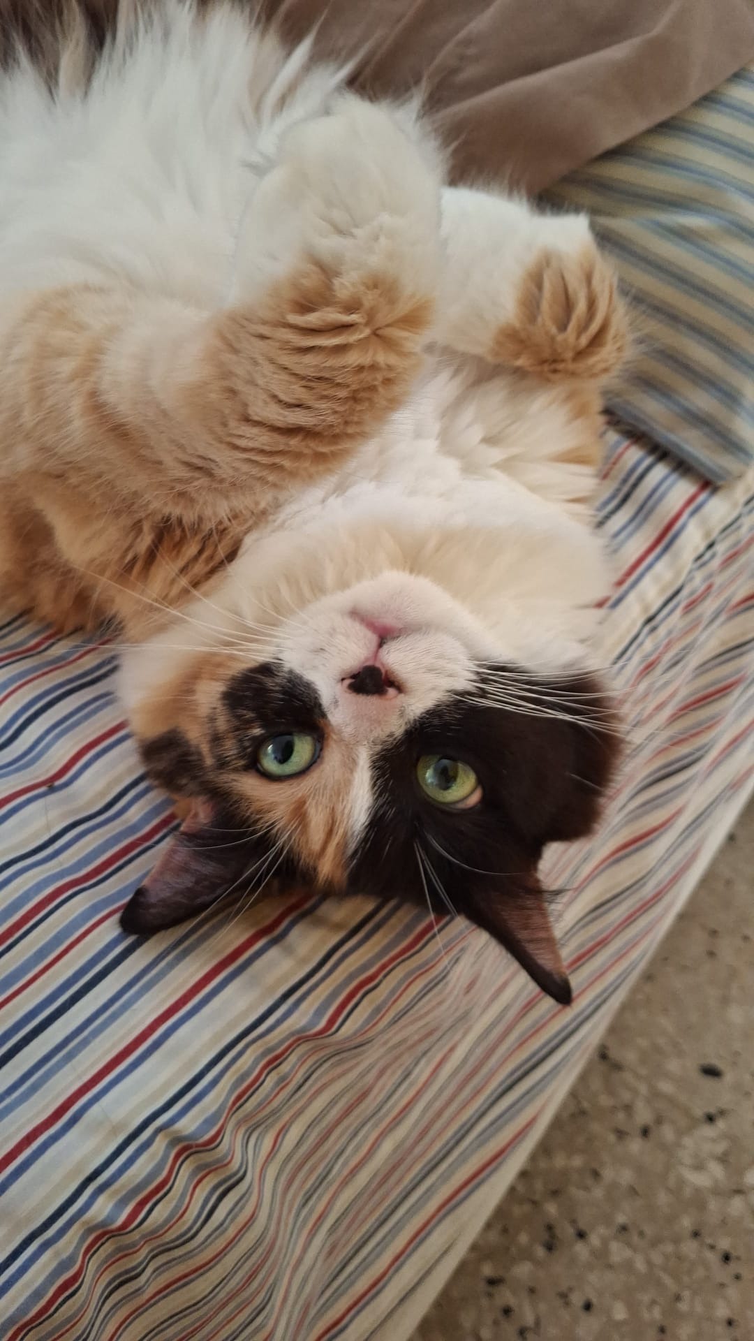Help Me Care for 14 Rescued Cats As I Fight Cancer campaign photo, 4 of 7