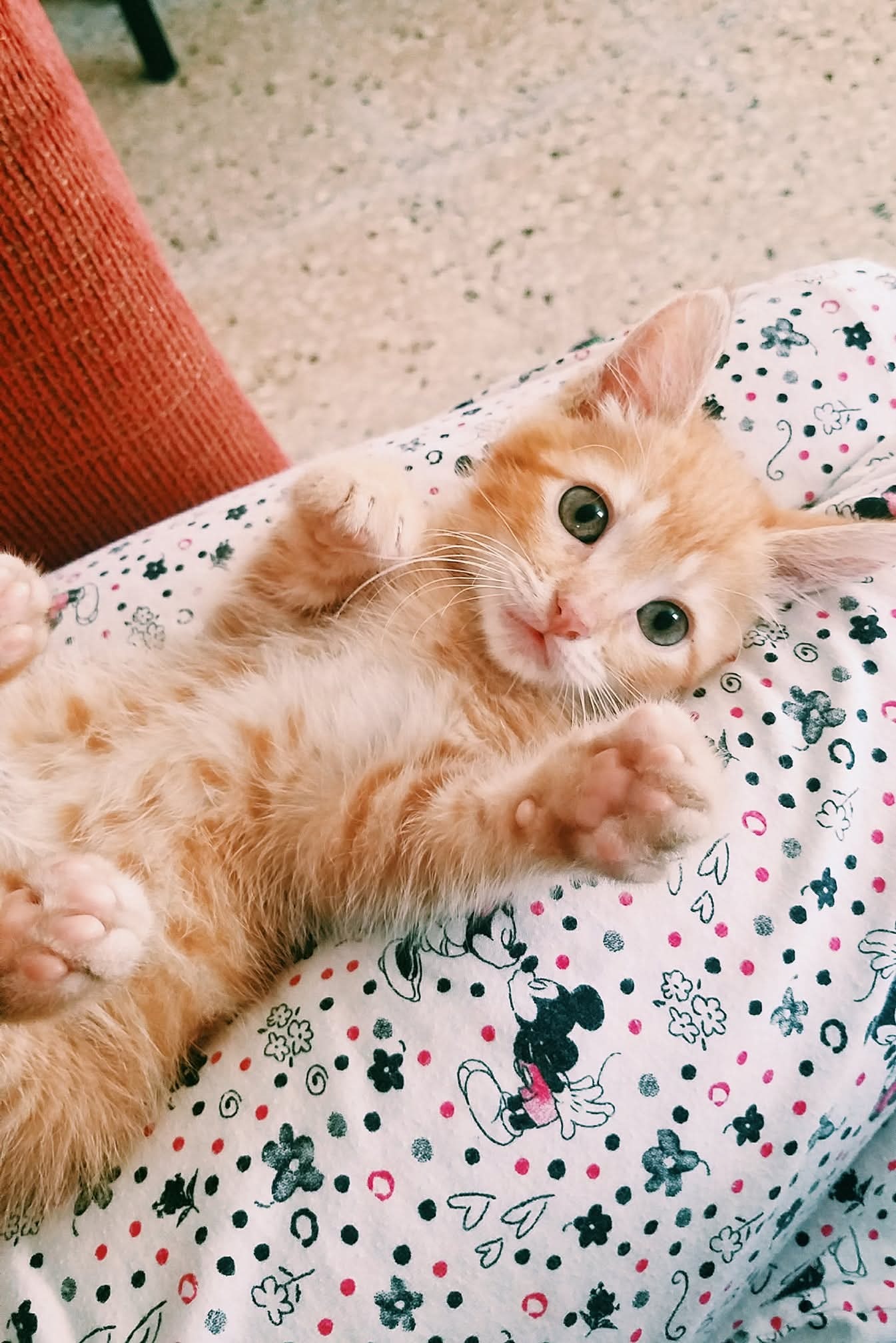 Help Me Care for 14 Rescued Cats As I Fight Cancer campaign photo, 5 of 7
