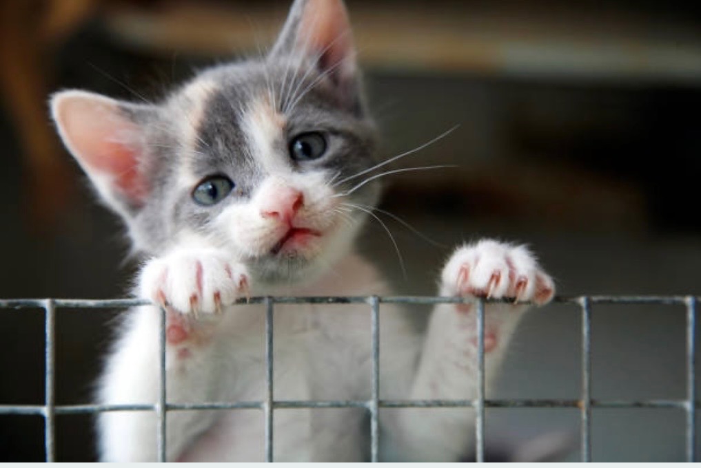 Help building a safe shelter for stray cats in Albania campaign photo, 5 of 8