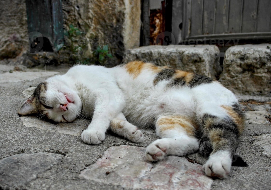Help building a safe shelter for stray cats in Albania campaign photo, 7 of 8