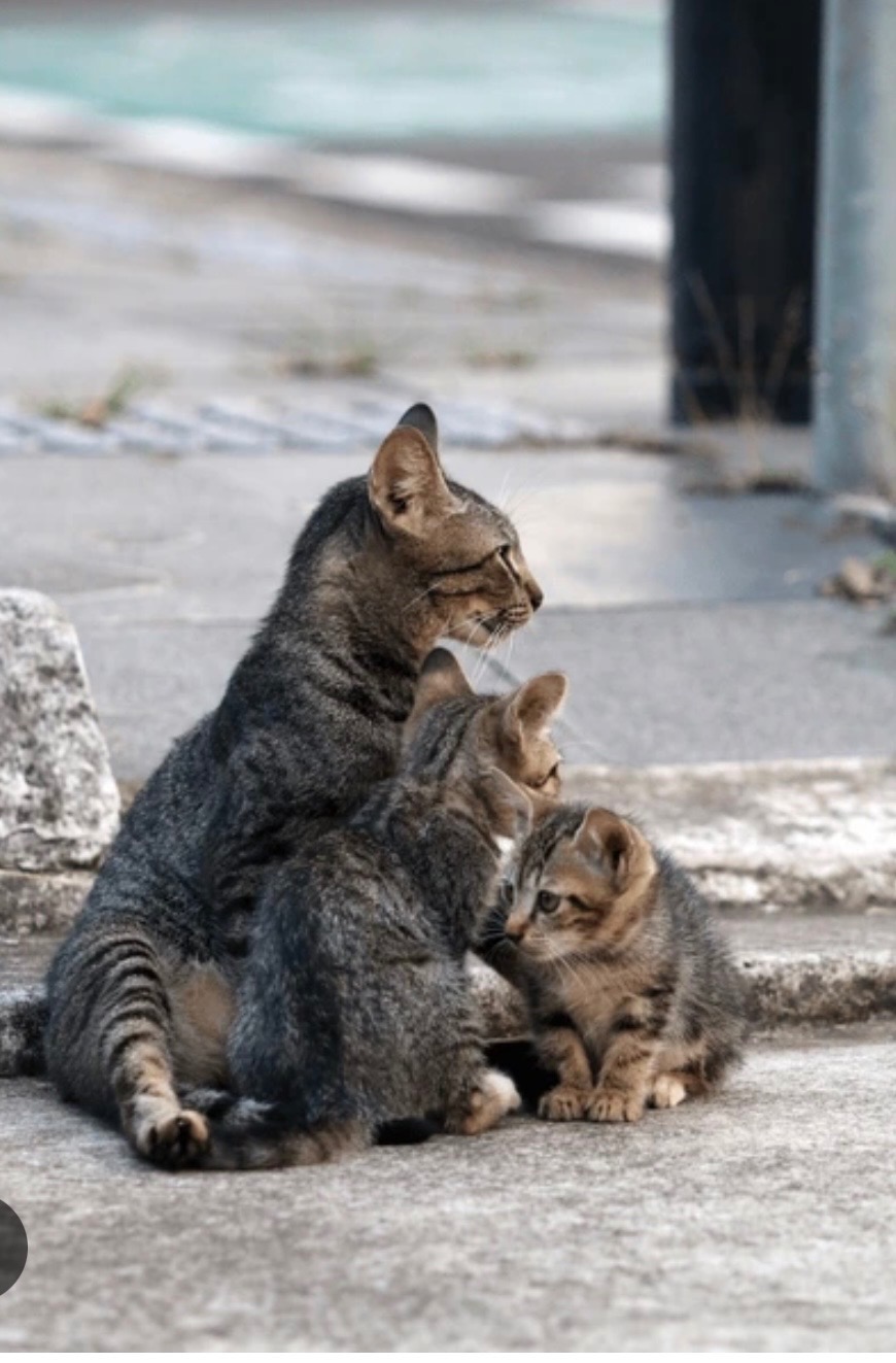 Help building a safe shelter for stray cats in Albania campaign photo, 4 of 8