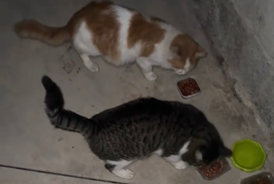 Help building a safe shelter for stray cats in Albania campaign photo, 2 of 8