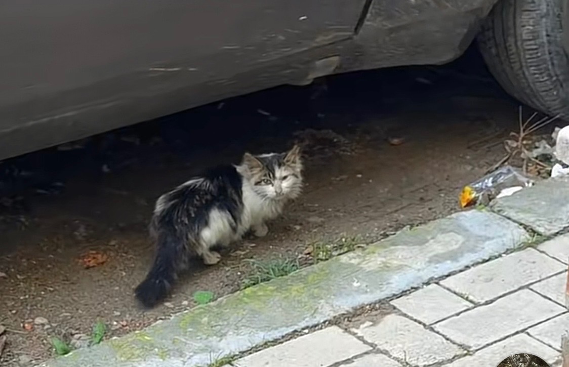 Help building a safe shelter for stray cats in Albania campaign photo, 6 of 8