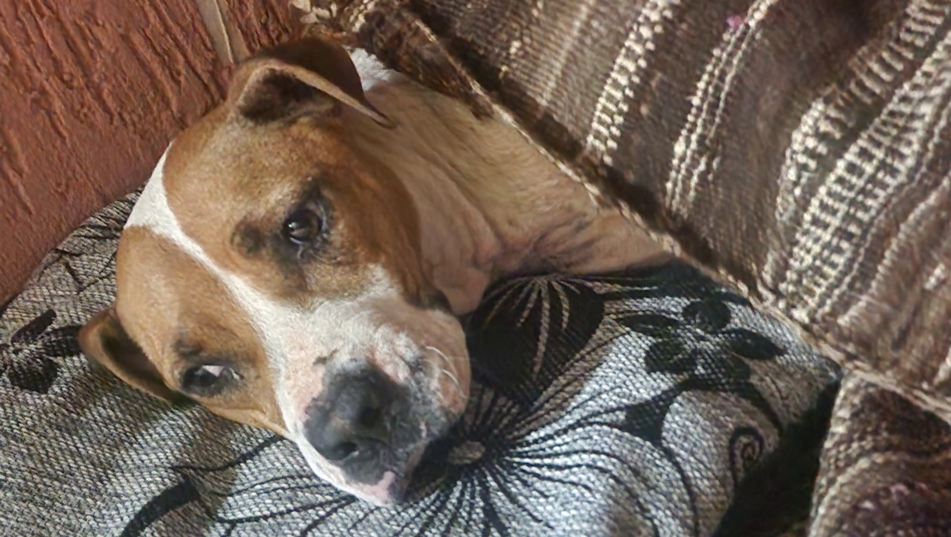 Forgotten Paws photo