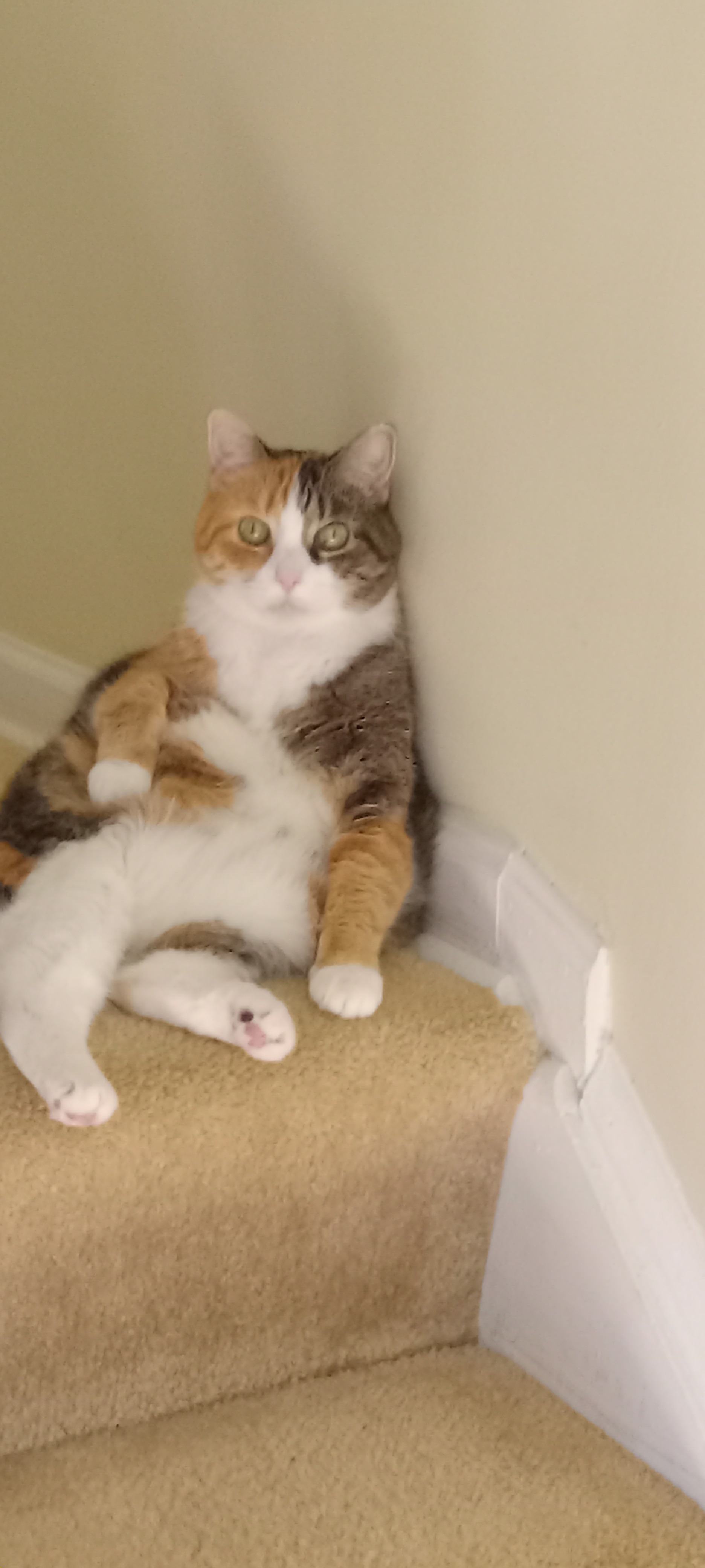 Fundraiser for Andrew Hoskins by Wendy Hoskins : Help Bisi Get the